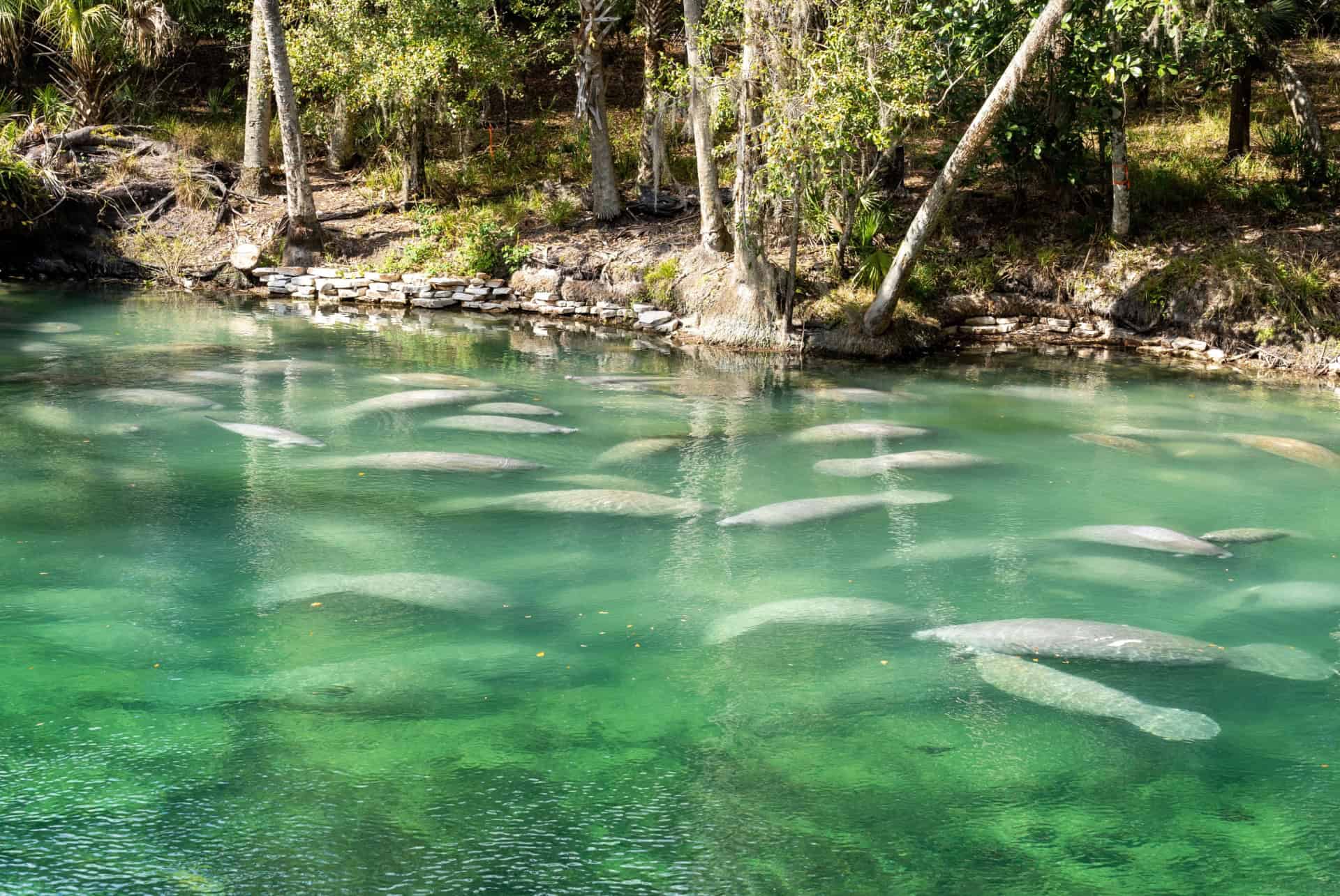 blue spring state park