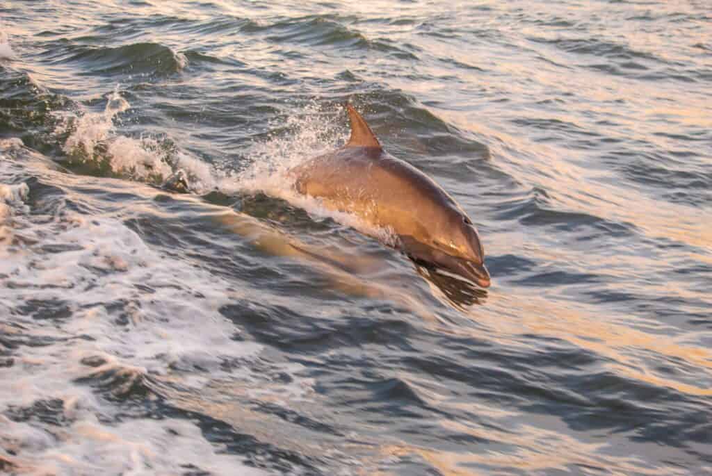 Croisière d'observation des dauphins