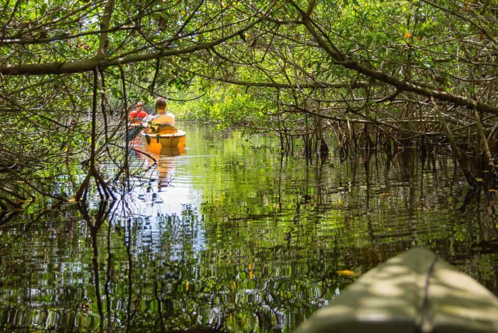 Sortie kayak dans les mangroves