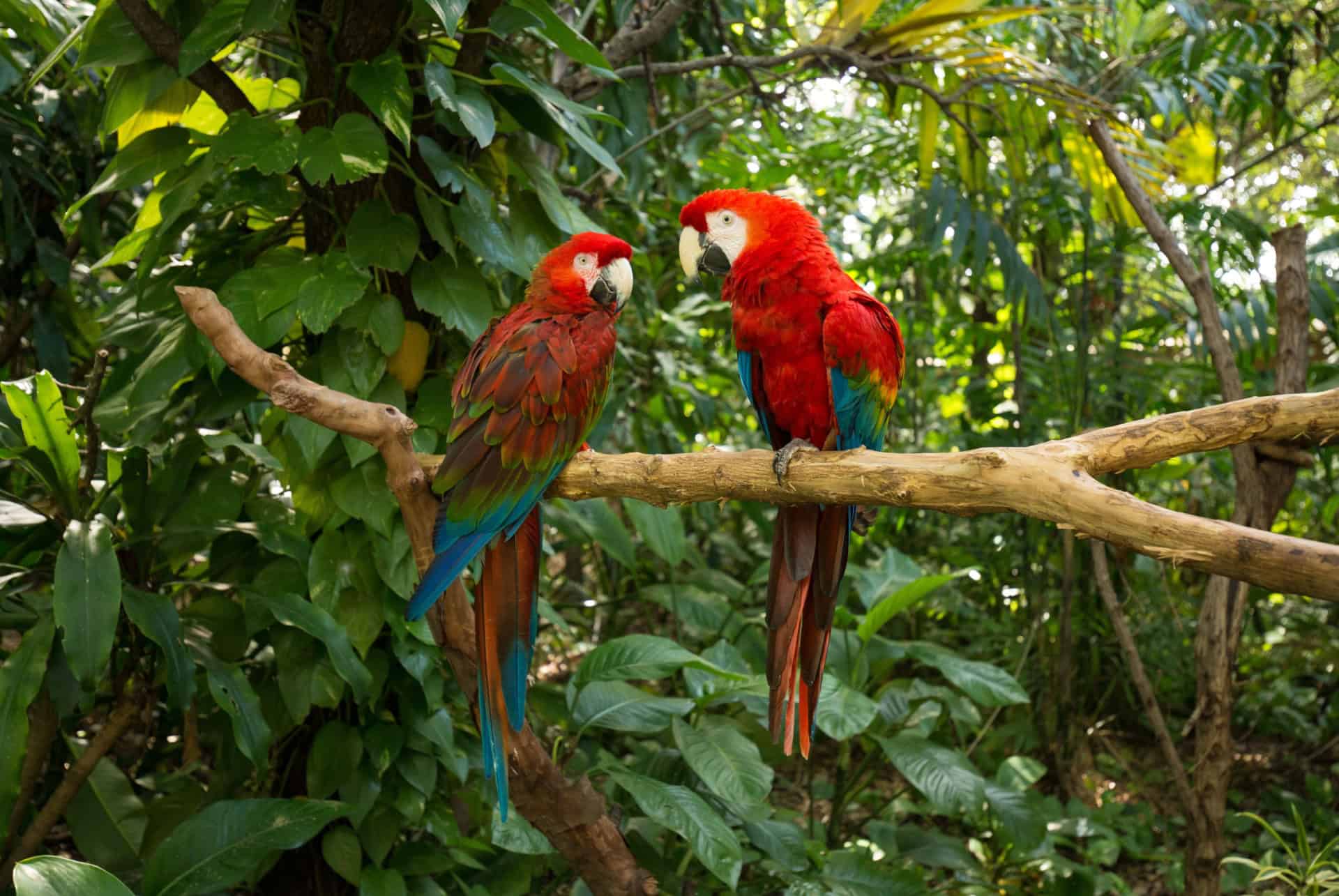 que faire a miami jungle island que faire a miami jungle island