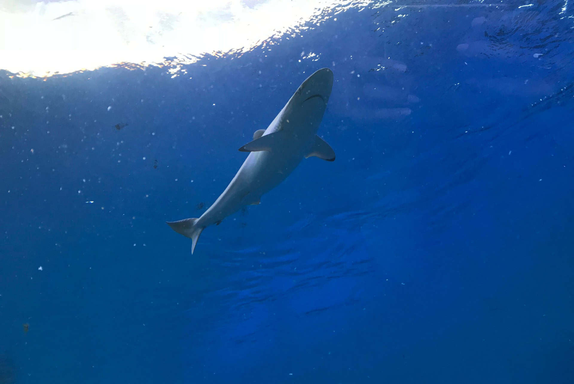requin frost science museum