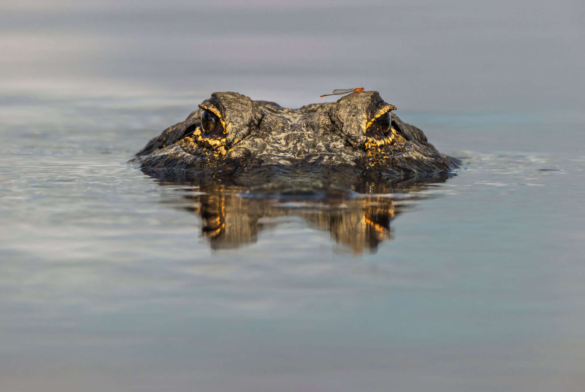 alligator everglades floride alligator everglades floride