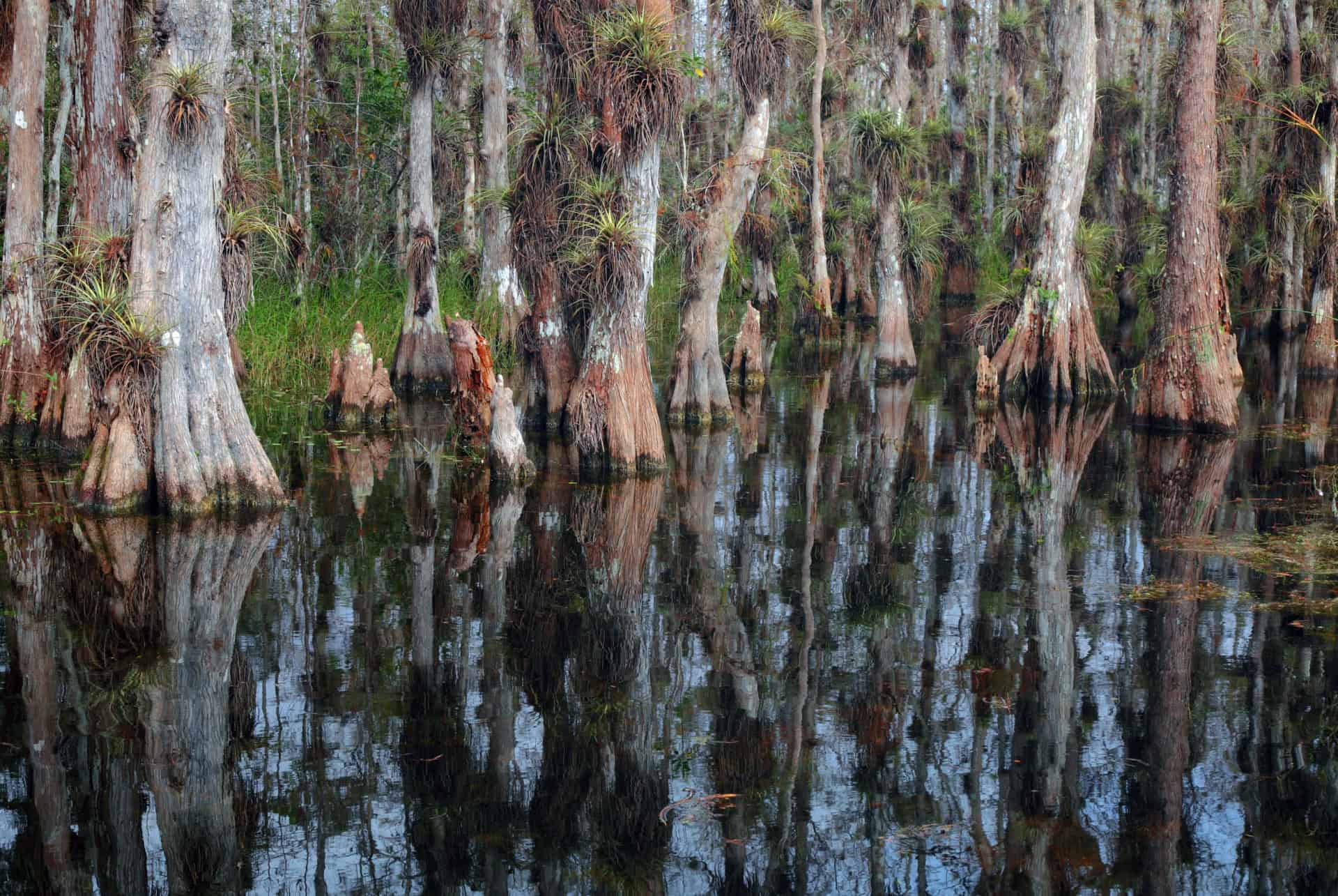 big cypress scenic view big cypress scenic view