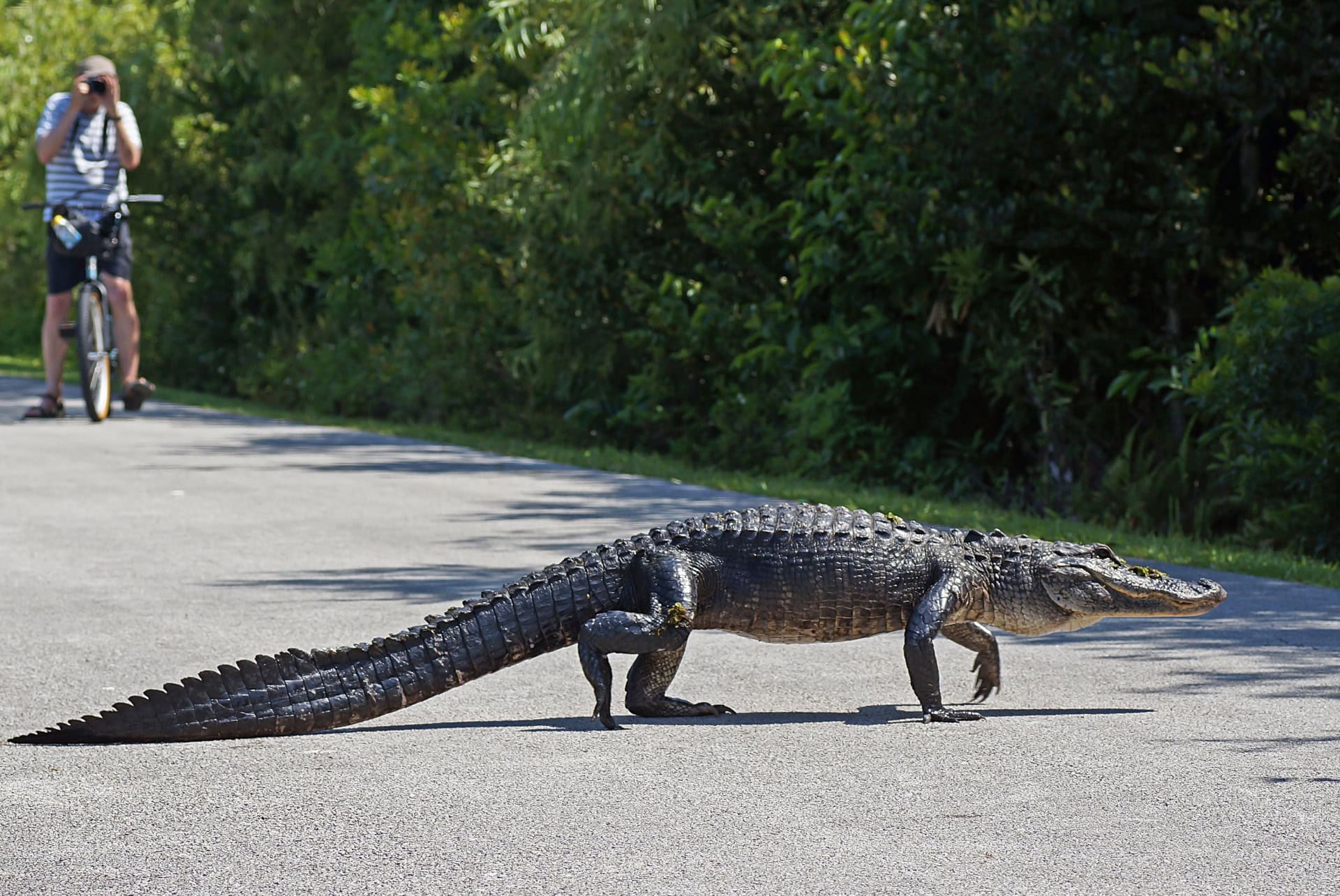 cycliste alligator cycliste alligator