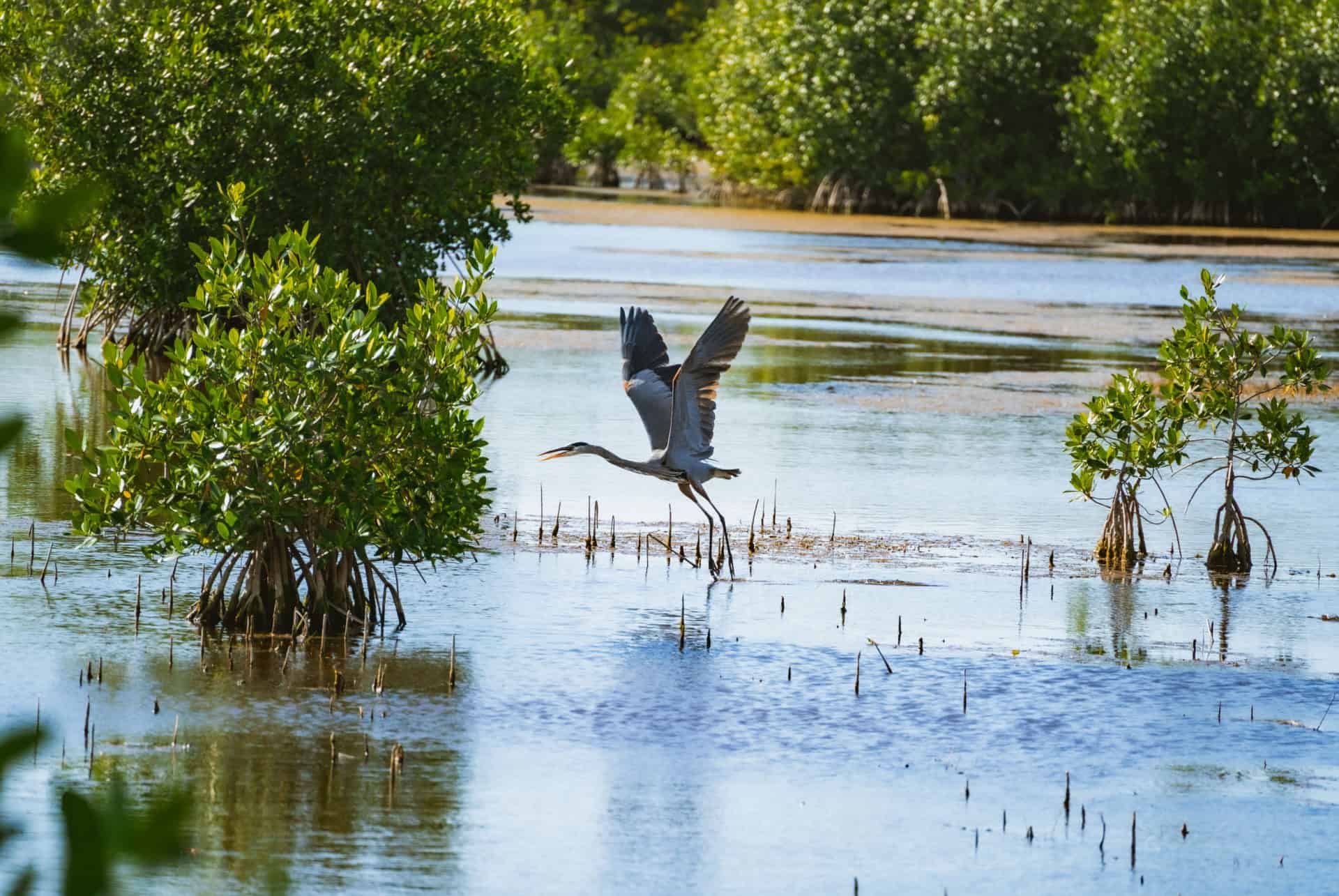 heron big cypress reserve heron big cypress reserve