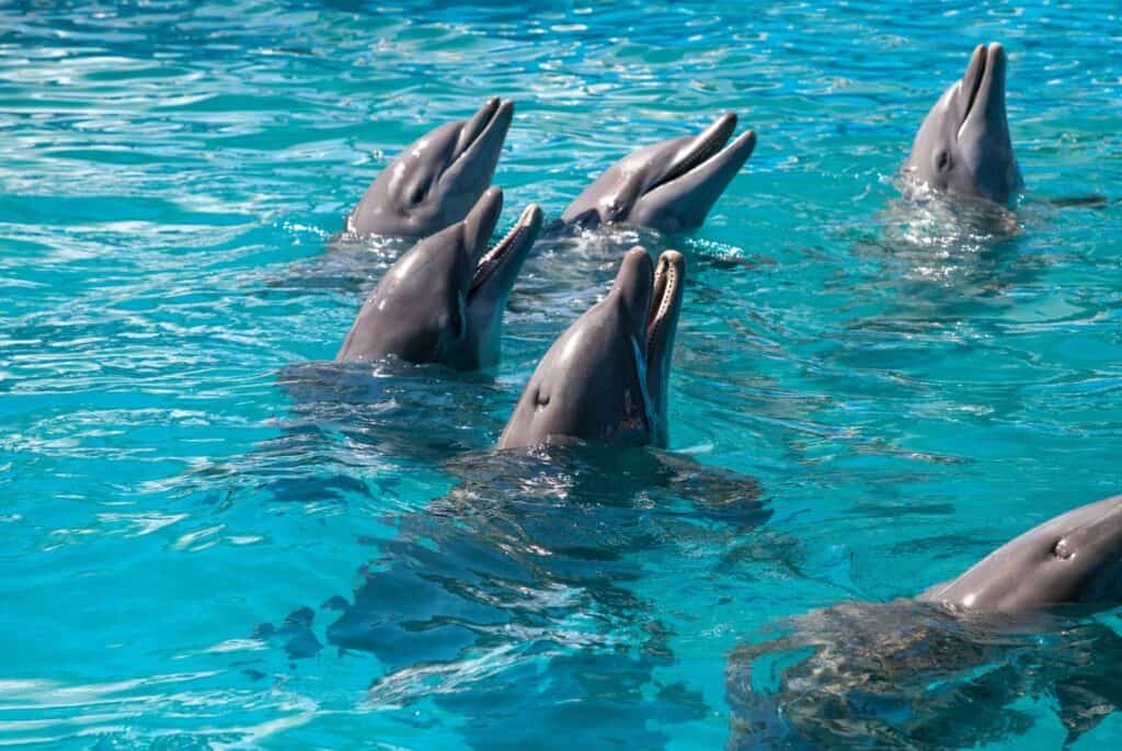 Depuis Miami : Excursion à Key West avec observation des dauphins