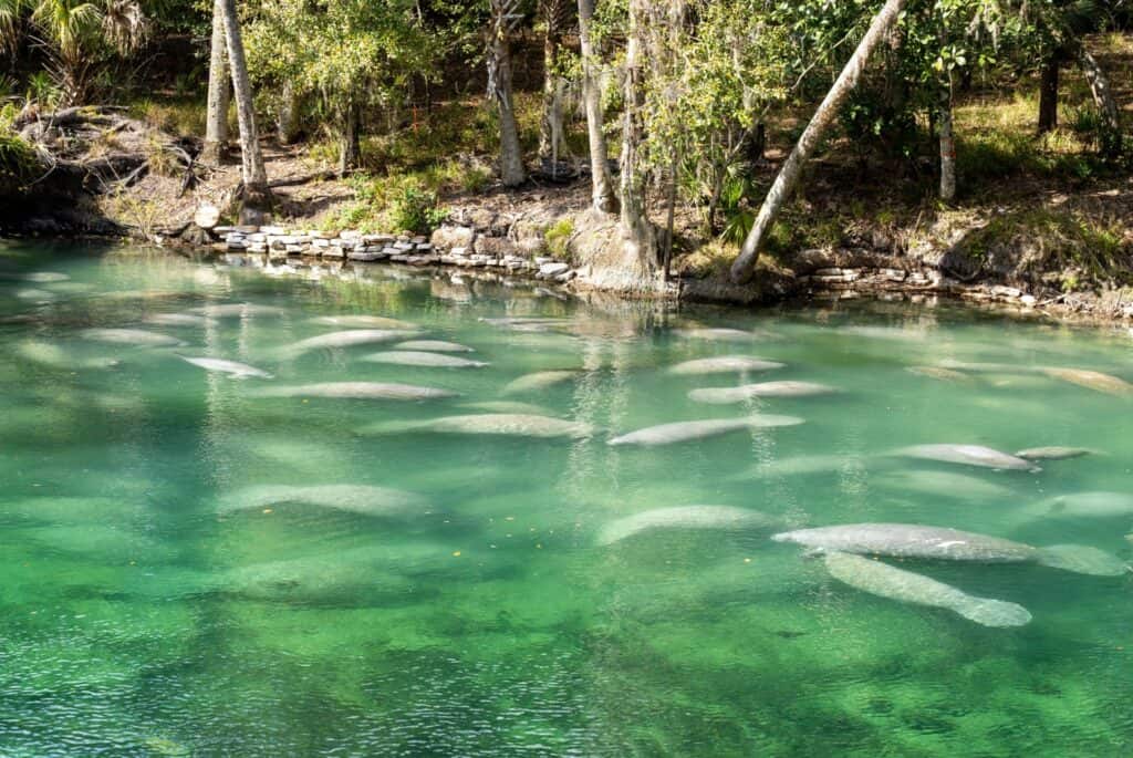 Excursion en kayak à Blue Springs State Park