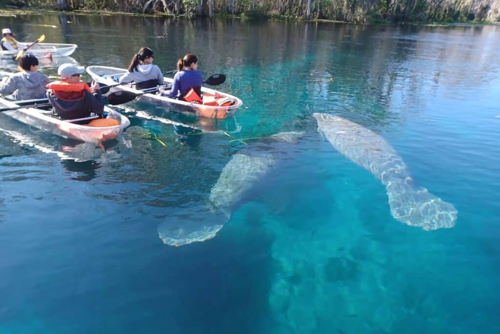 Visite guidée de Silver Springs en kayak transparent