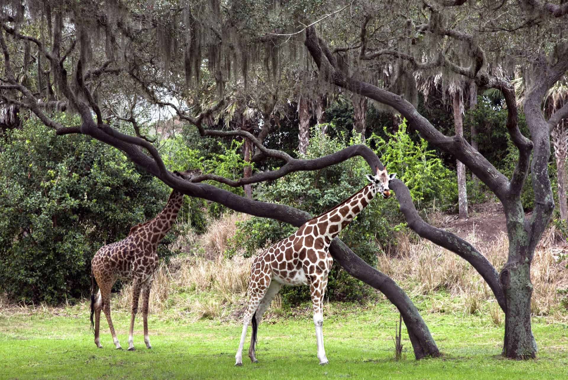 disney animal kingdom girafes