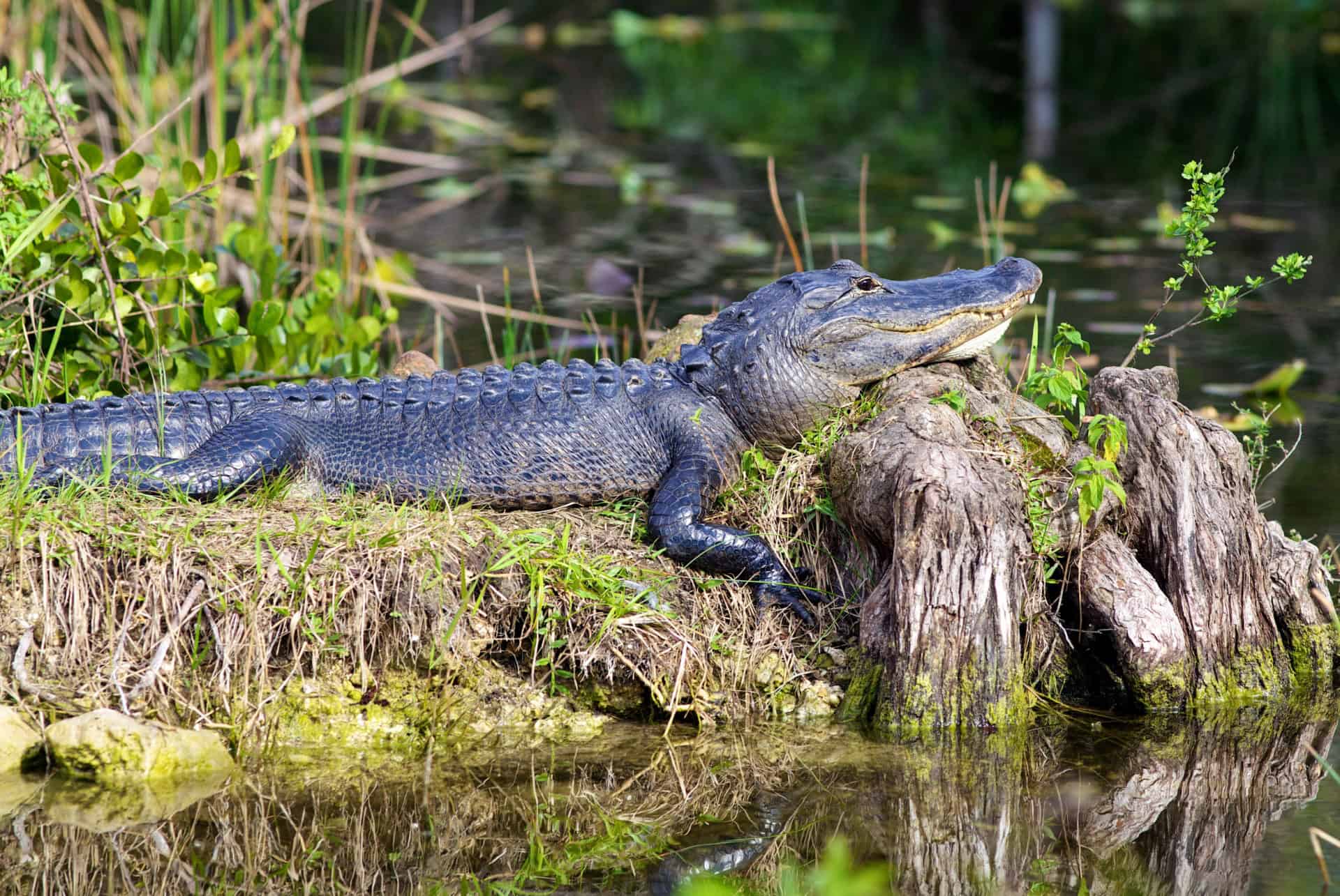alligator everglades depuis miami