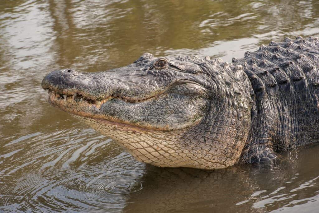 Billet coupe-file pour Gatorland Orlando