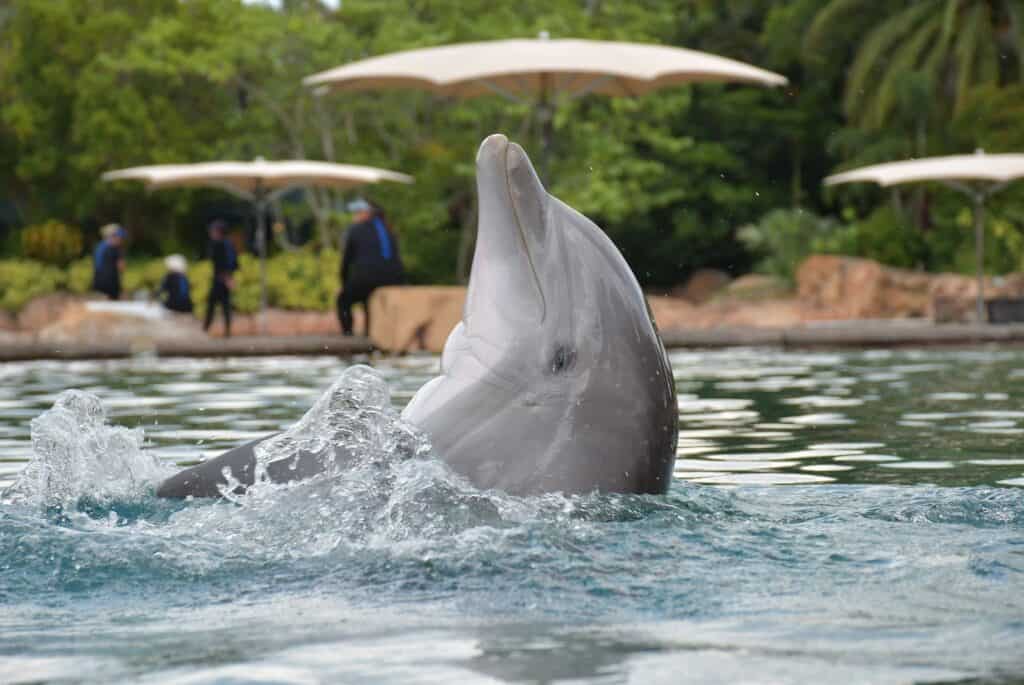Billet d'entrée à Discovery Cove et autres parcs