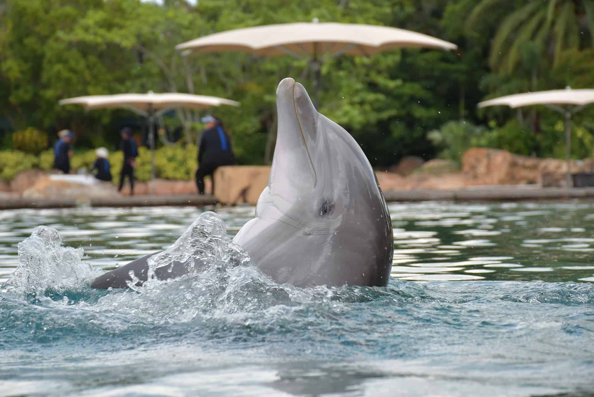 dauphins discovery cove