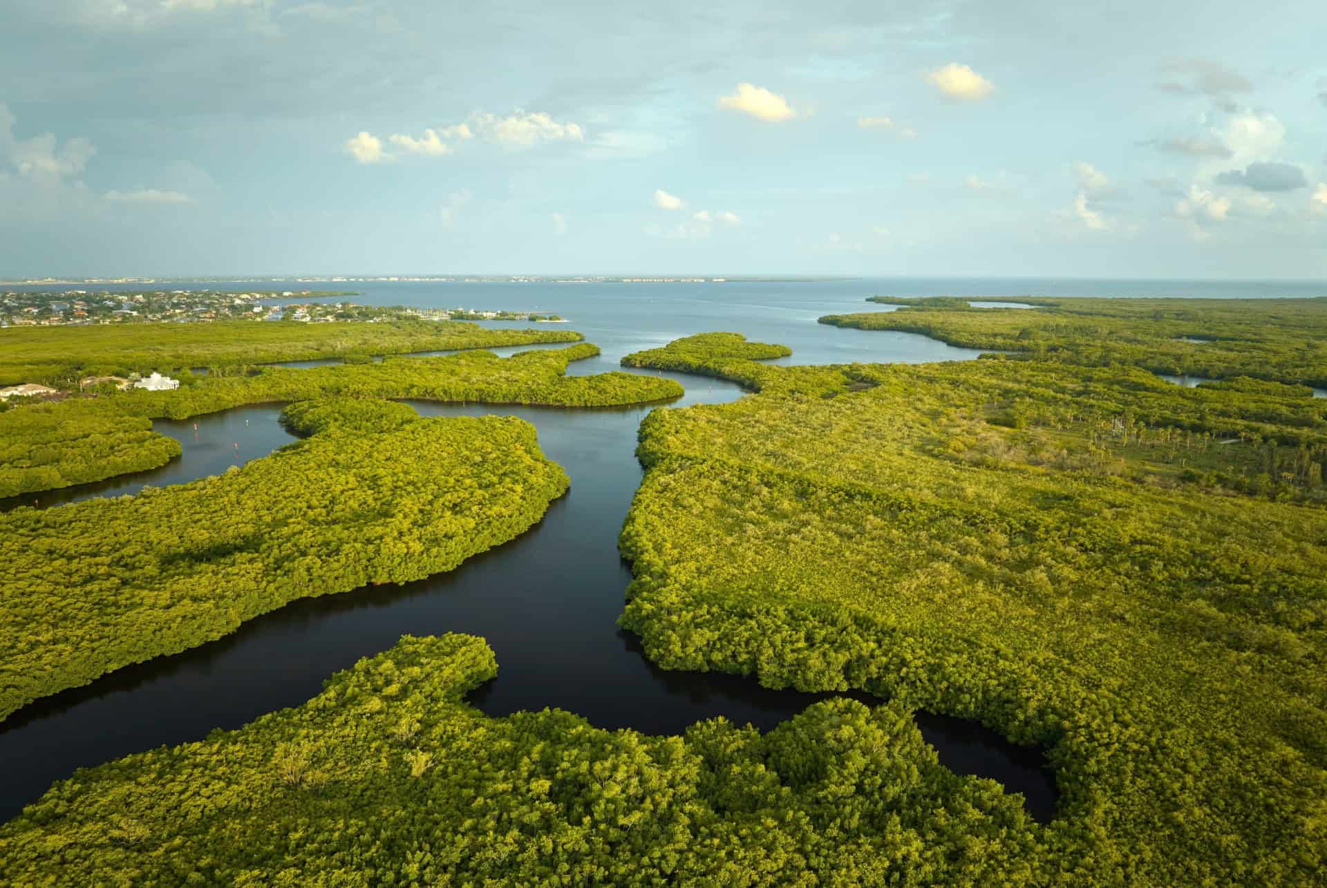everglades