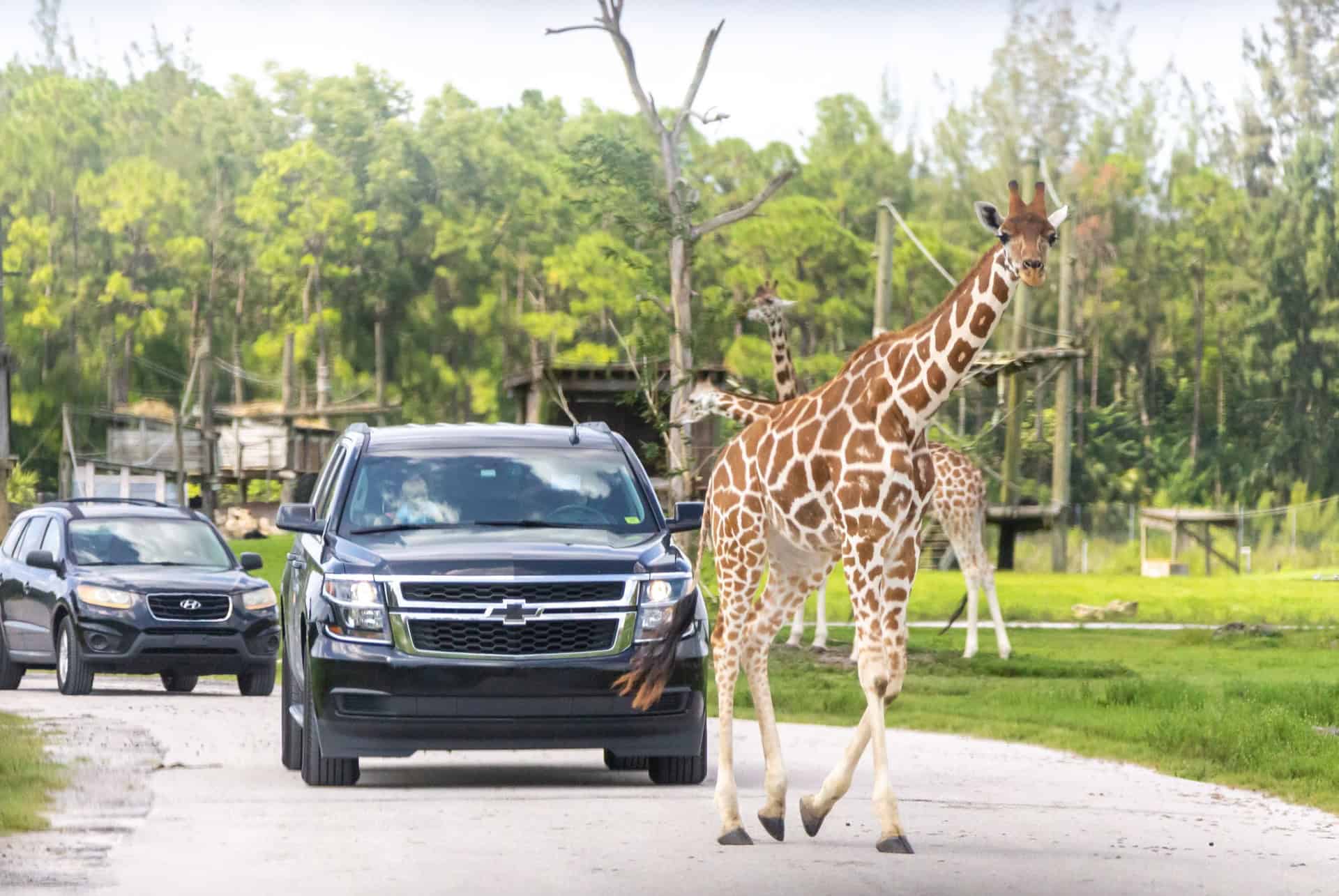 safari orlando