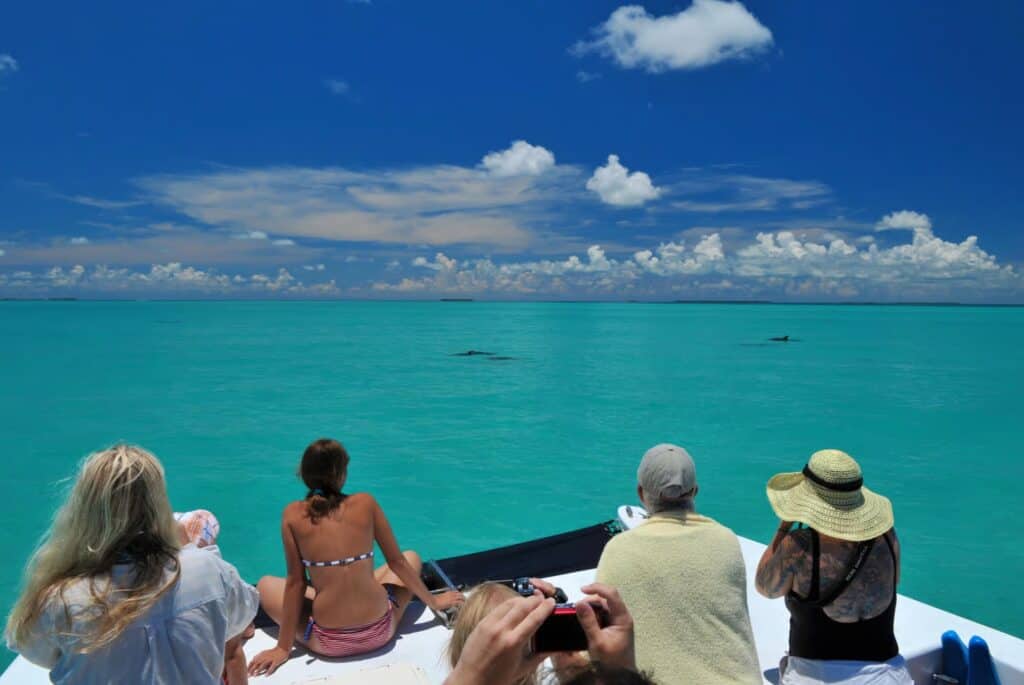 Croisière d'observation des dauphins et snorkeling
