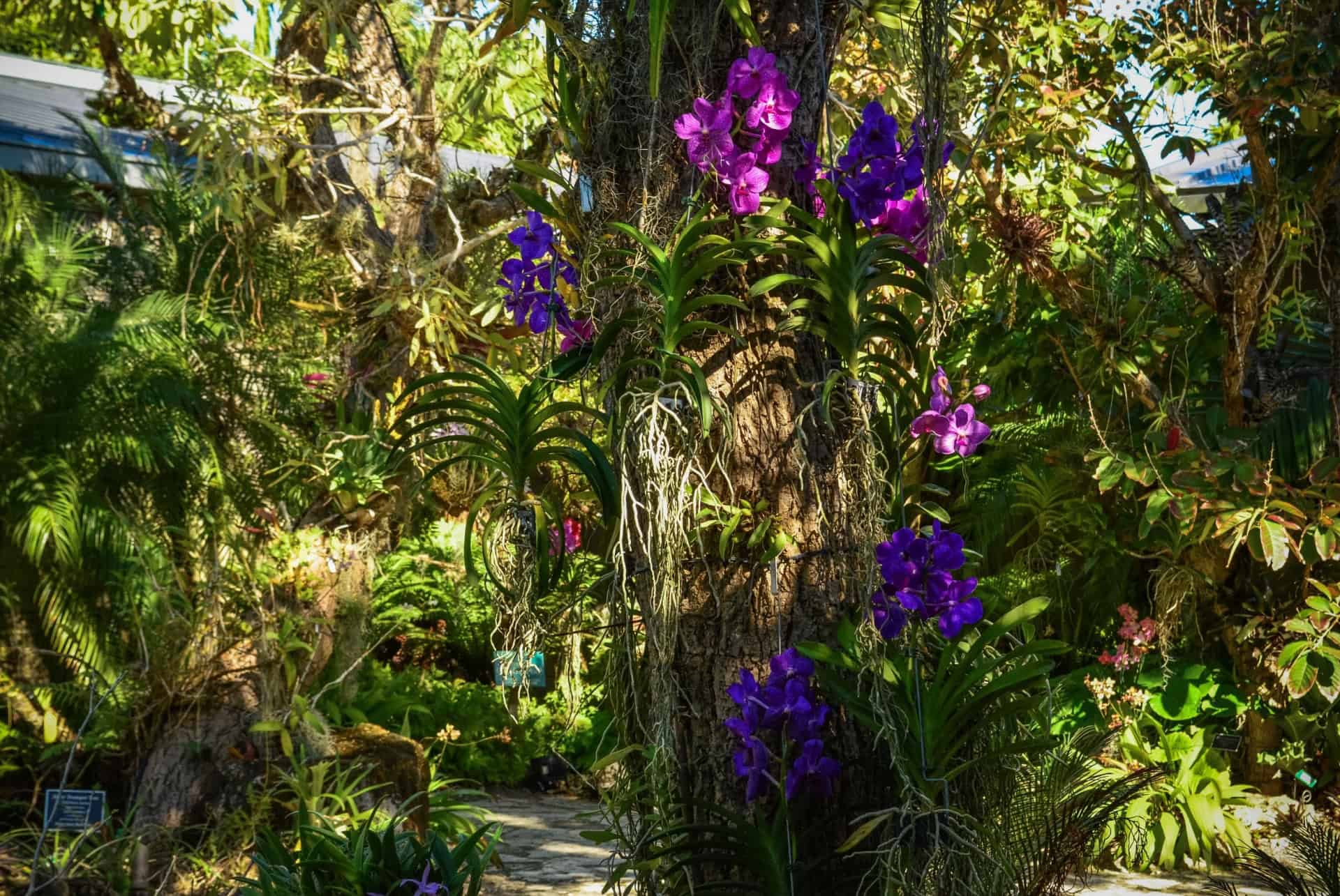 jardin botanique de naples orchidees