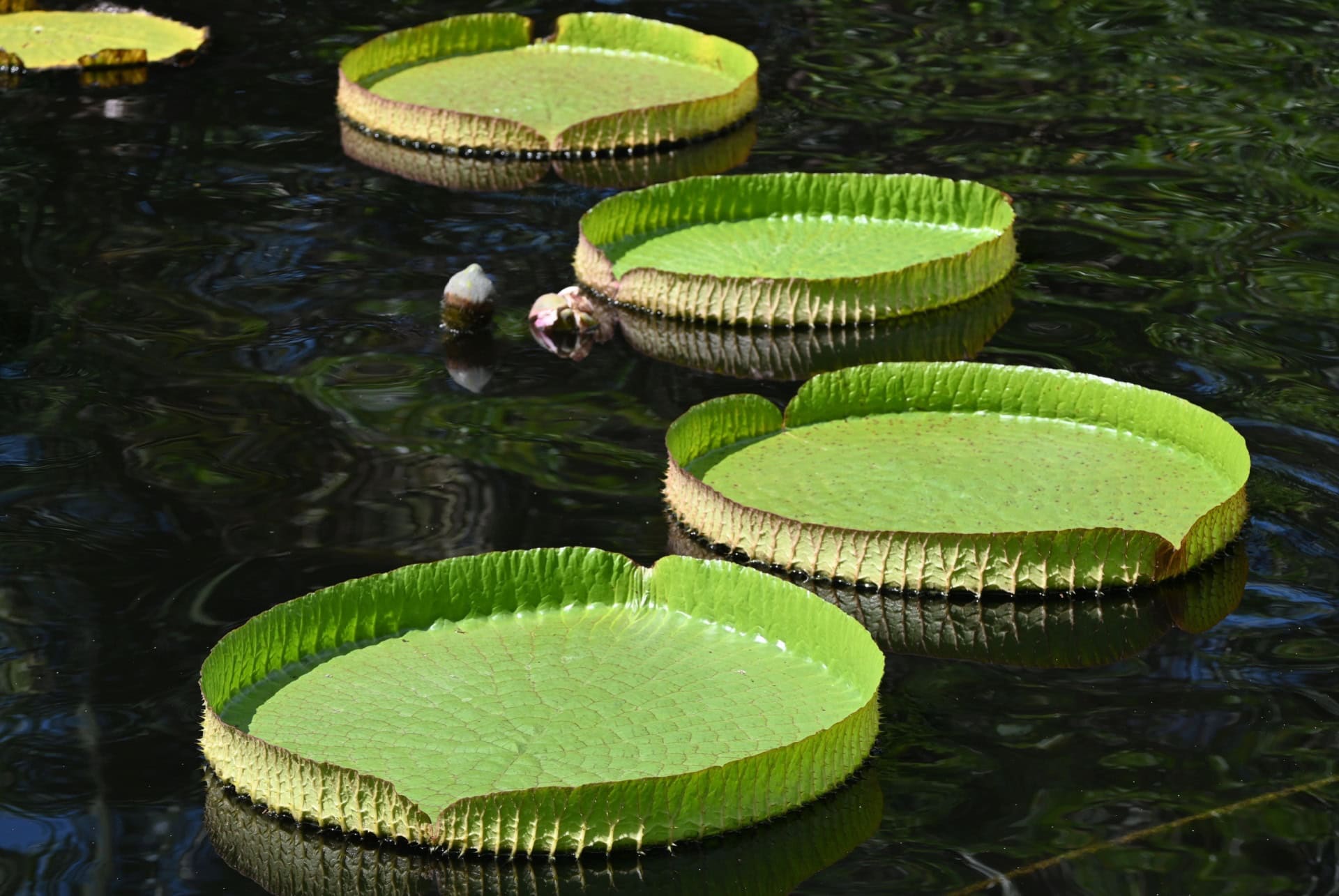 kapnick brazilian garden