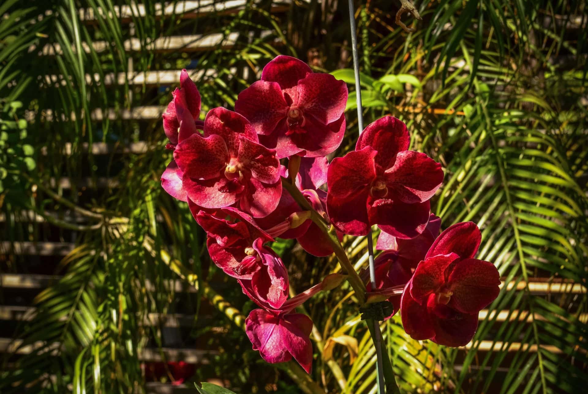 orchidees au jardin de naples