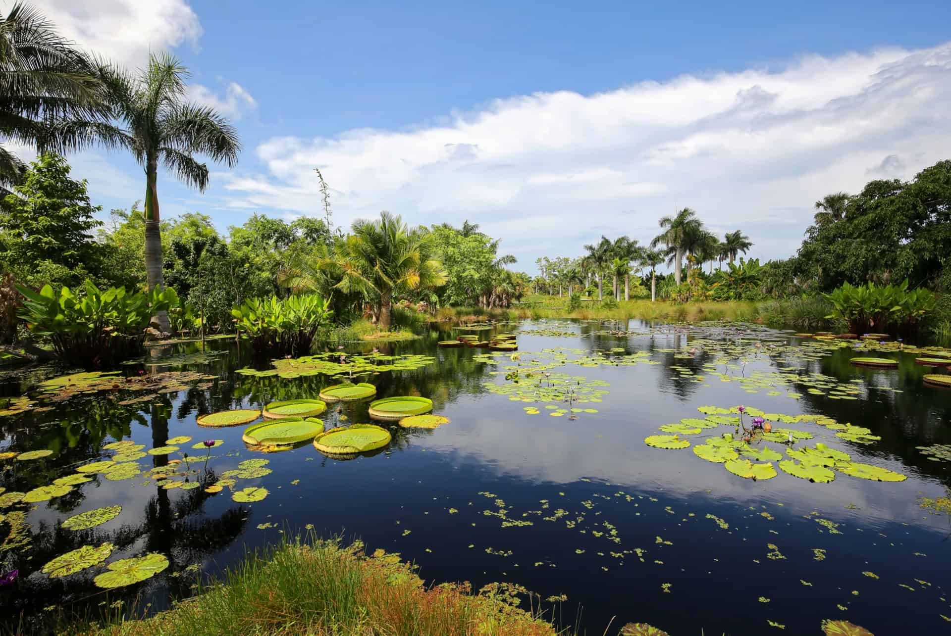 water garden
