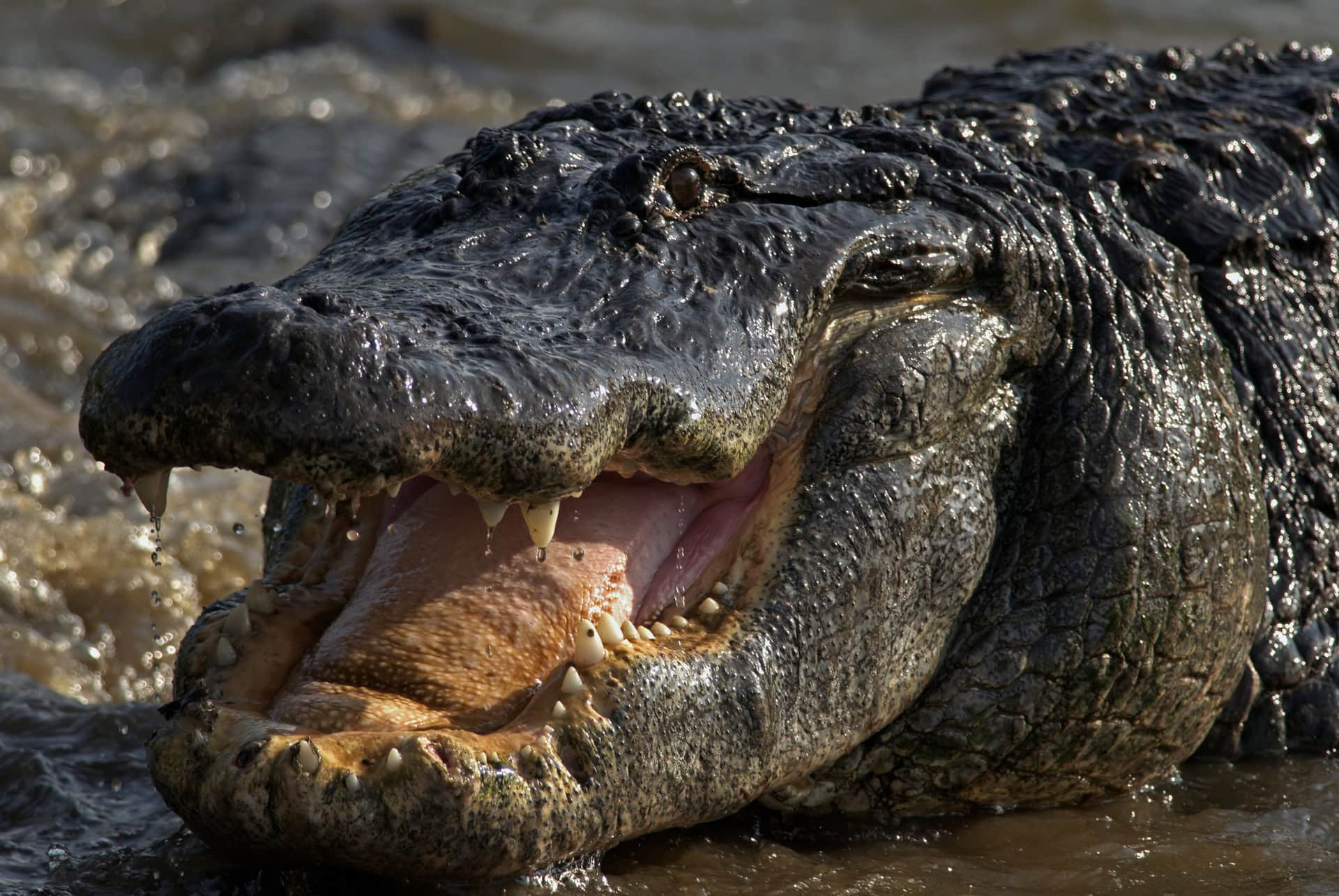 alligators gatorland