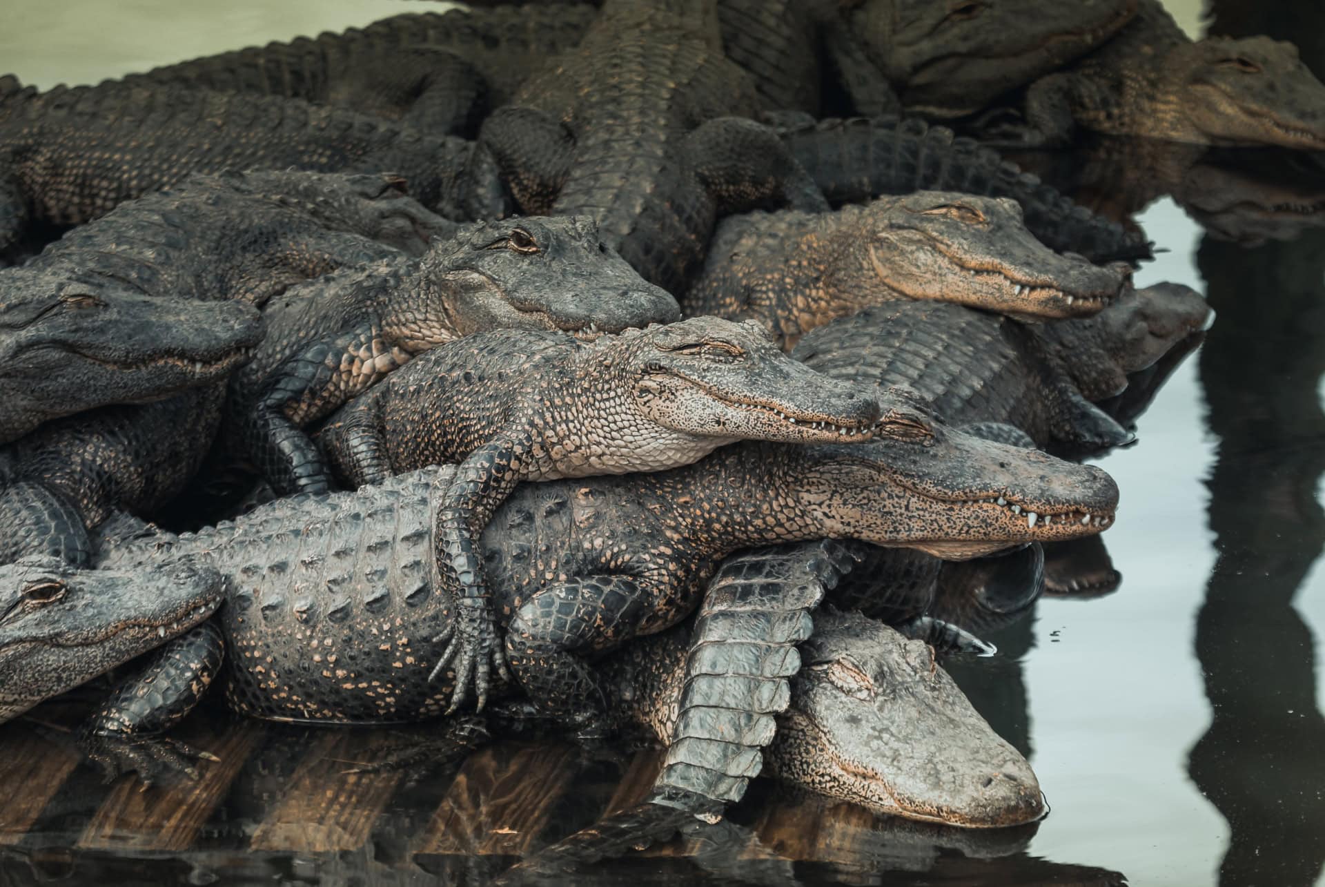 alligators marais gatorland