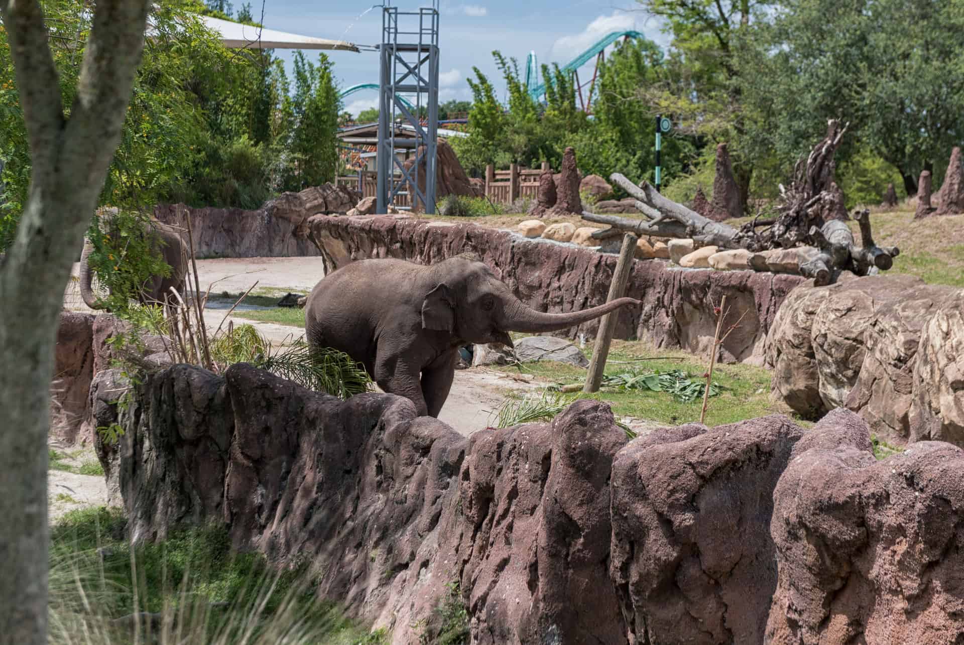 busch gardens parcs attractions orlando