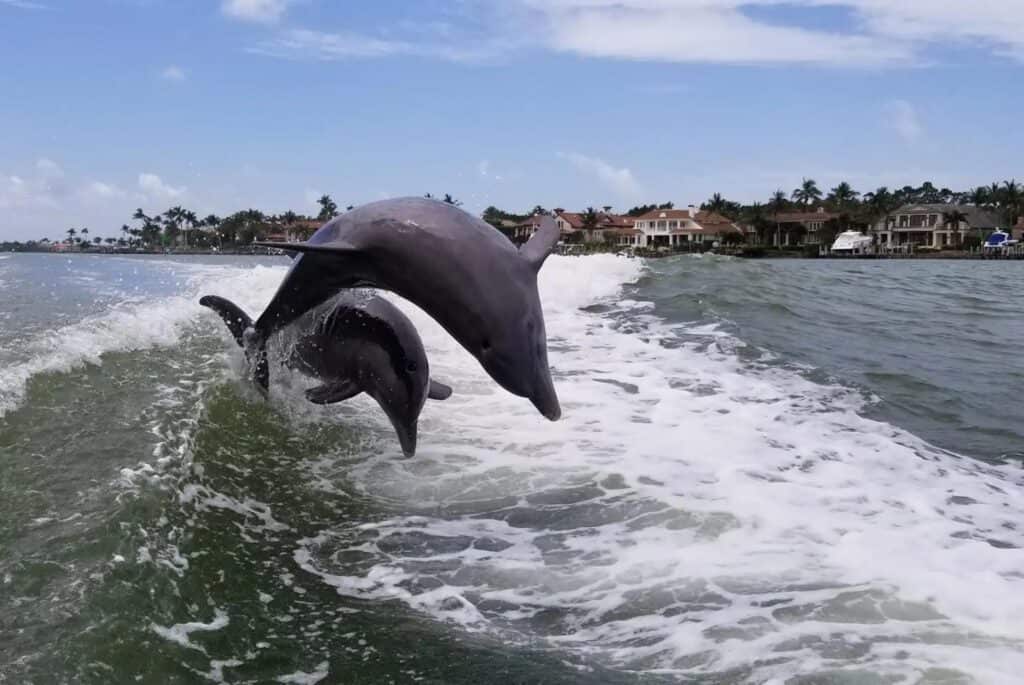 Croisière d'observation des dauphins