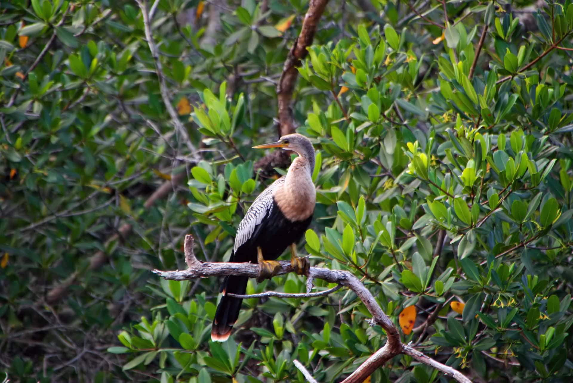 ding darling wildlife refuge