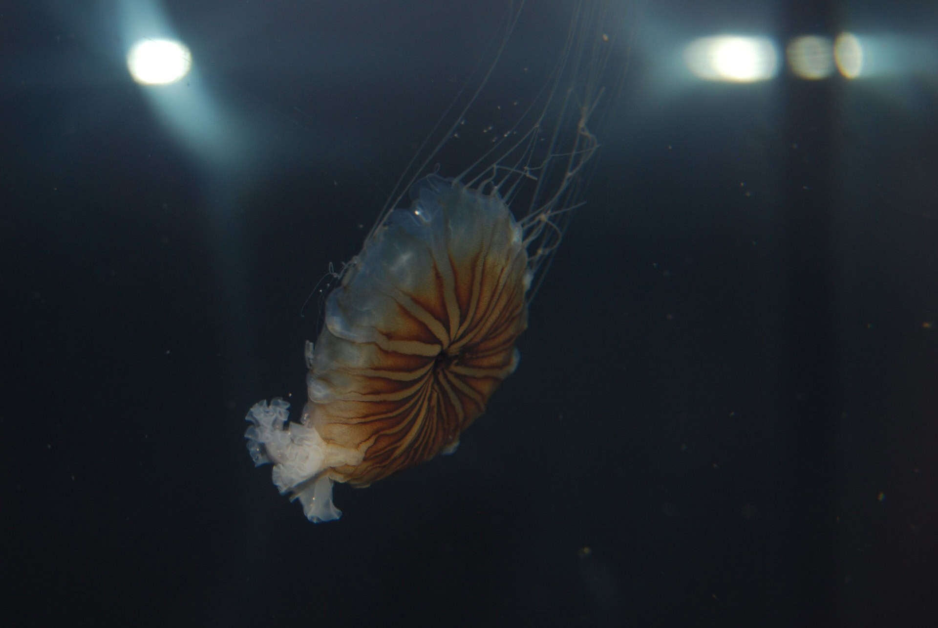 meduse frost aquarium