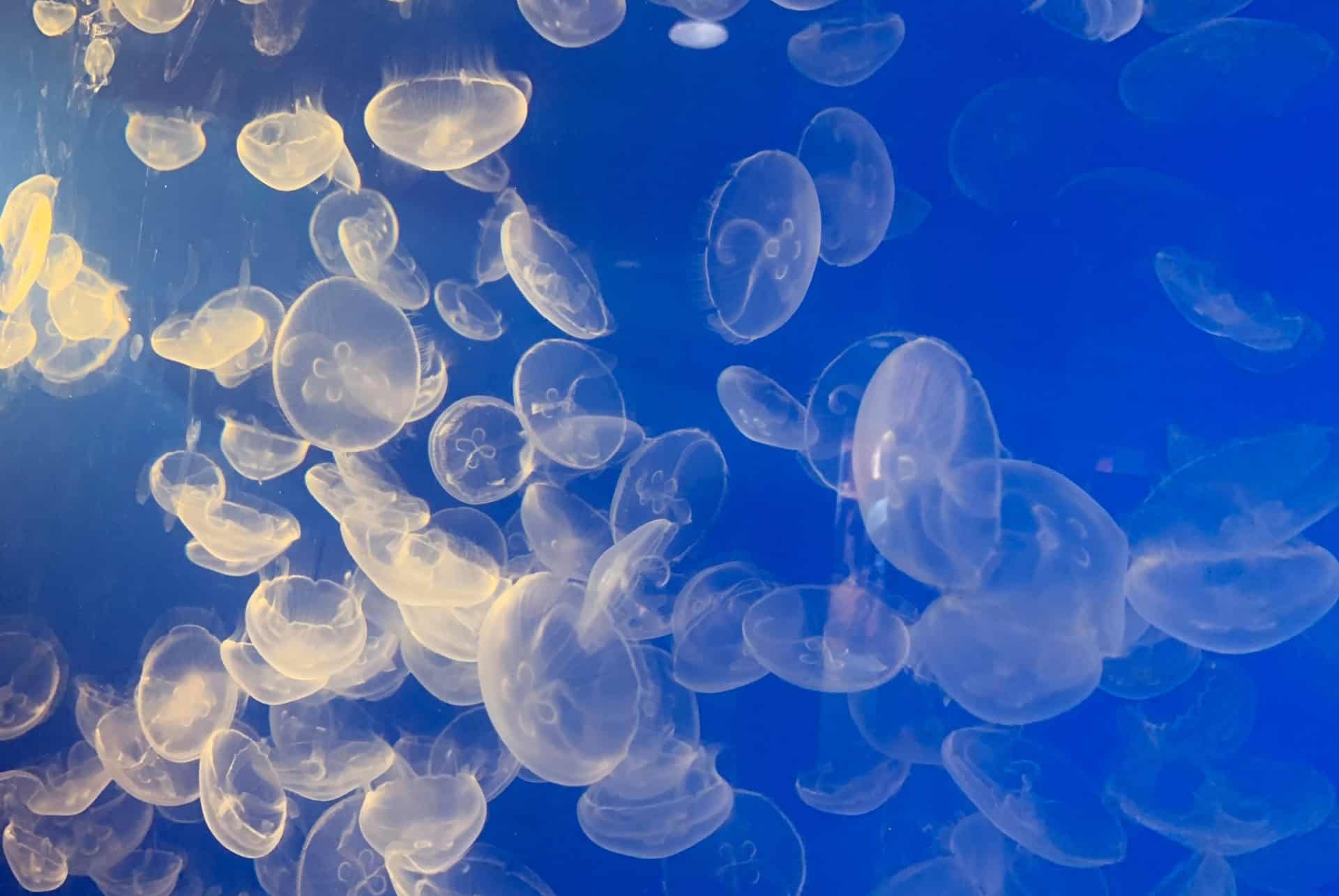 meduses meduses