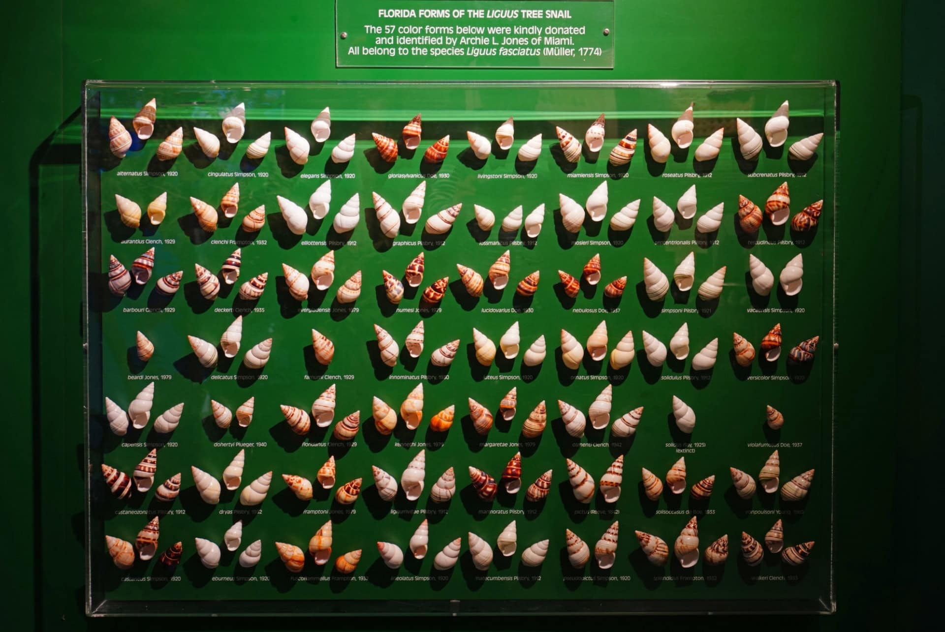 musee du coquillage sanibel island