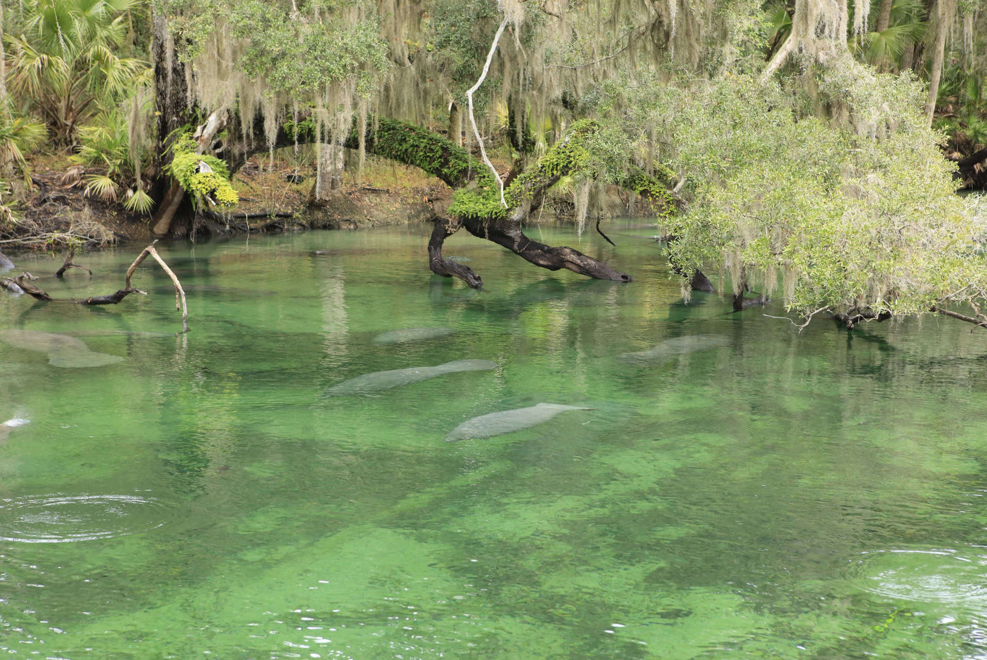 que faire cape manatee sanctuary park