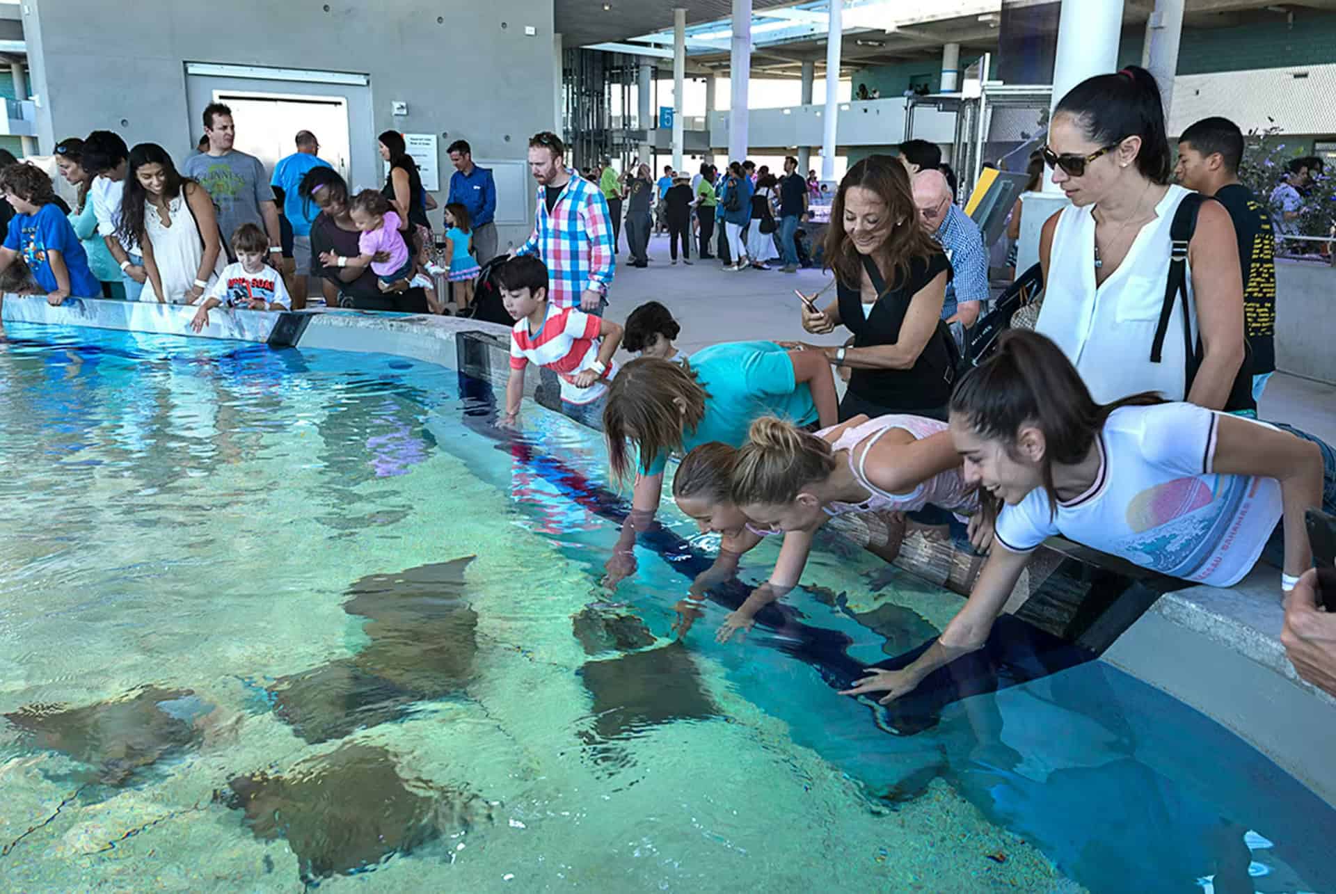 raies frost museum miami