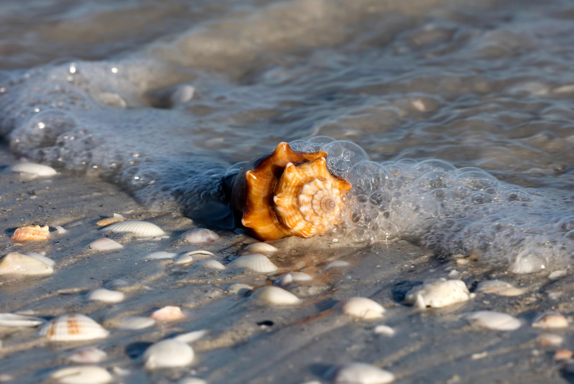 sanibel island coquillages