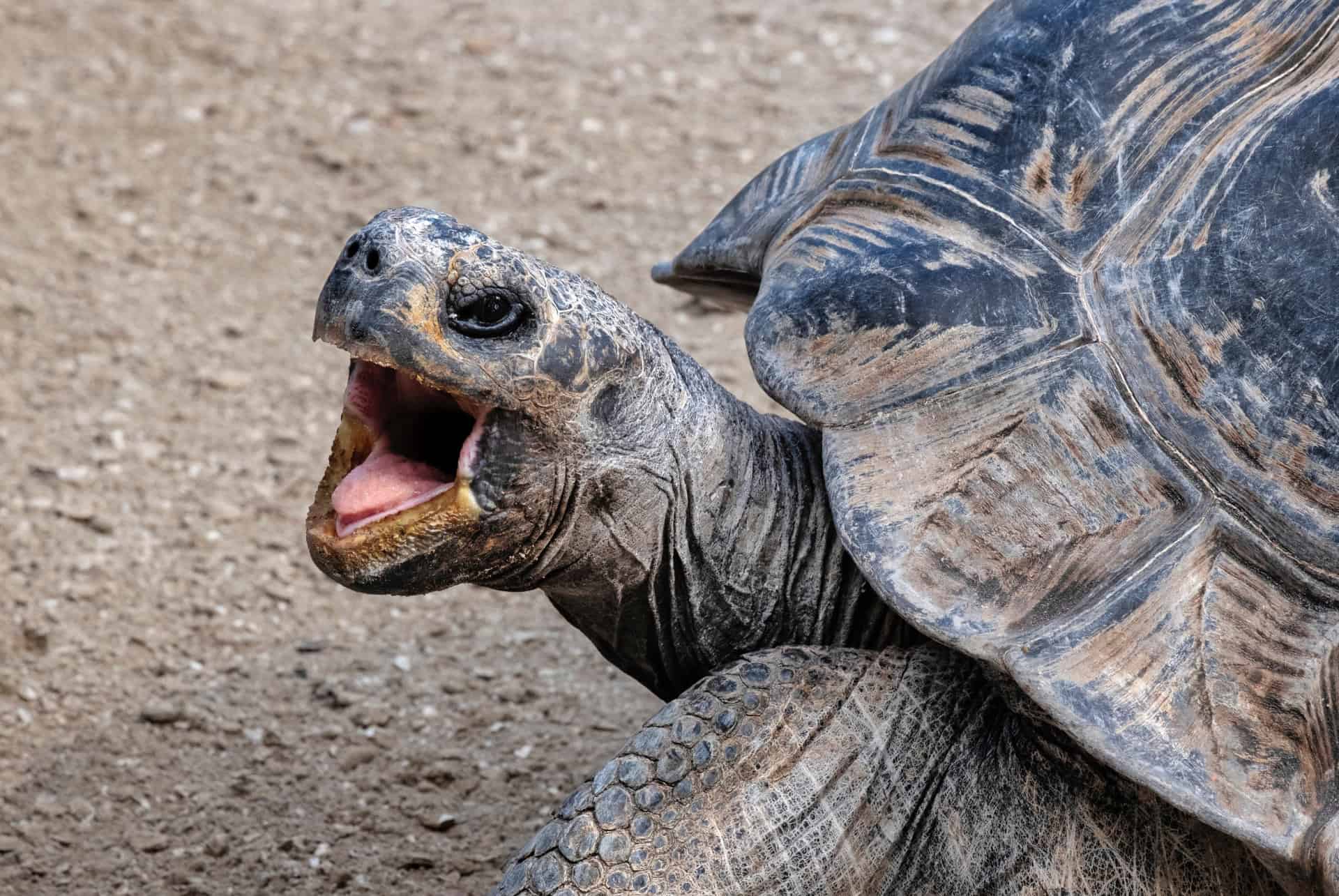 tortue gatorland