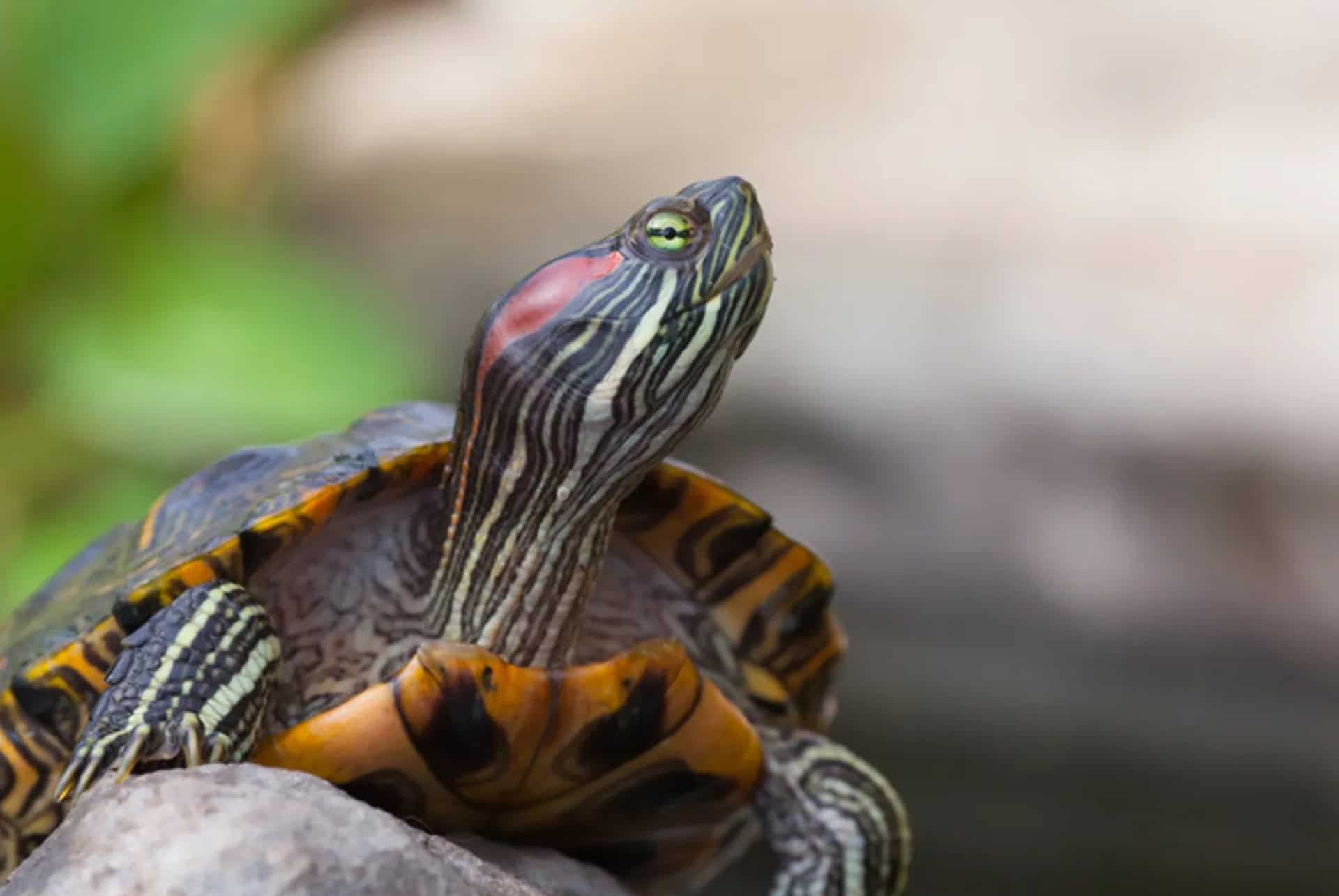 tortue sealife tortue sealife aquarium orlando