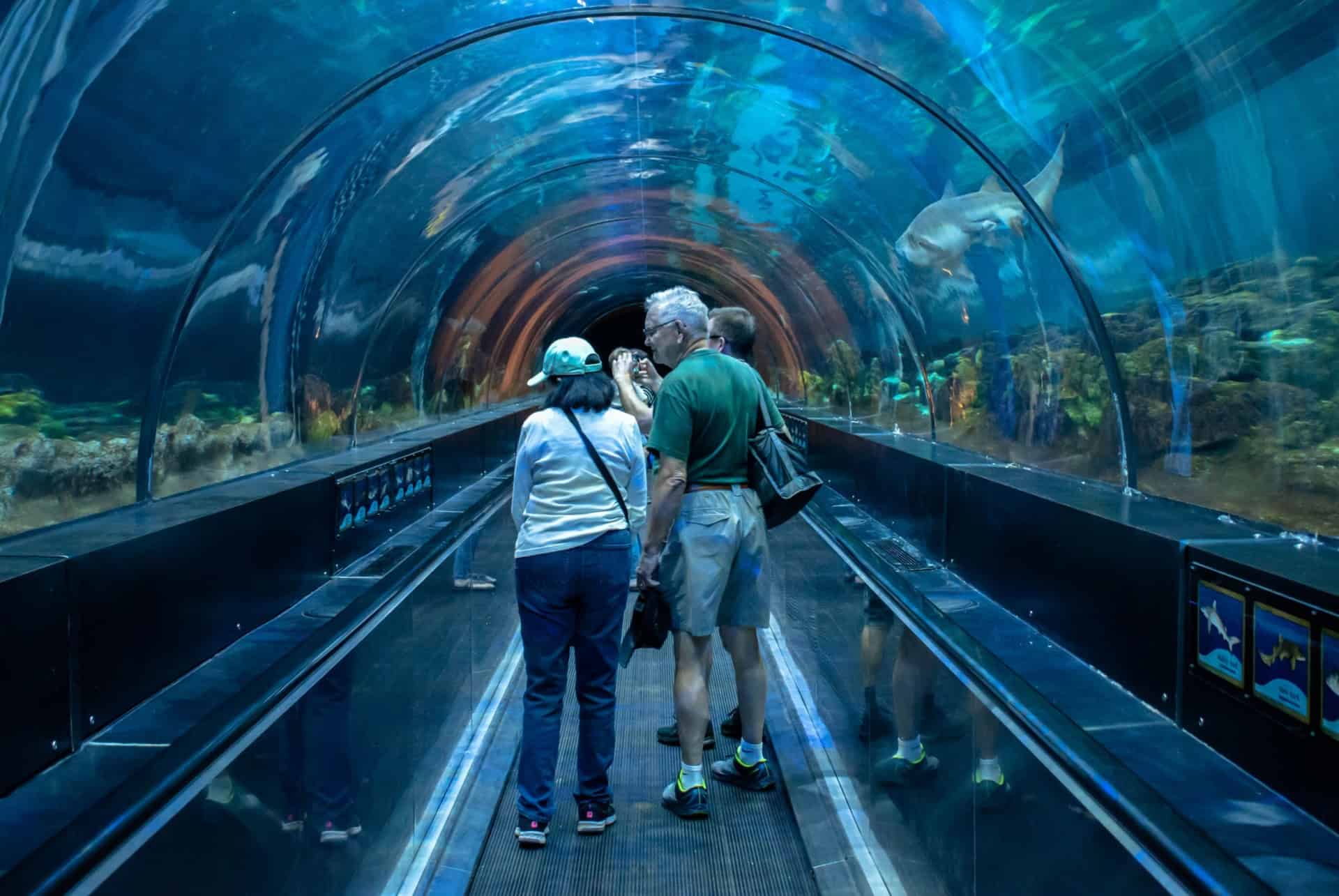 tunnel sealife tunnel sealife aquarium orlando