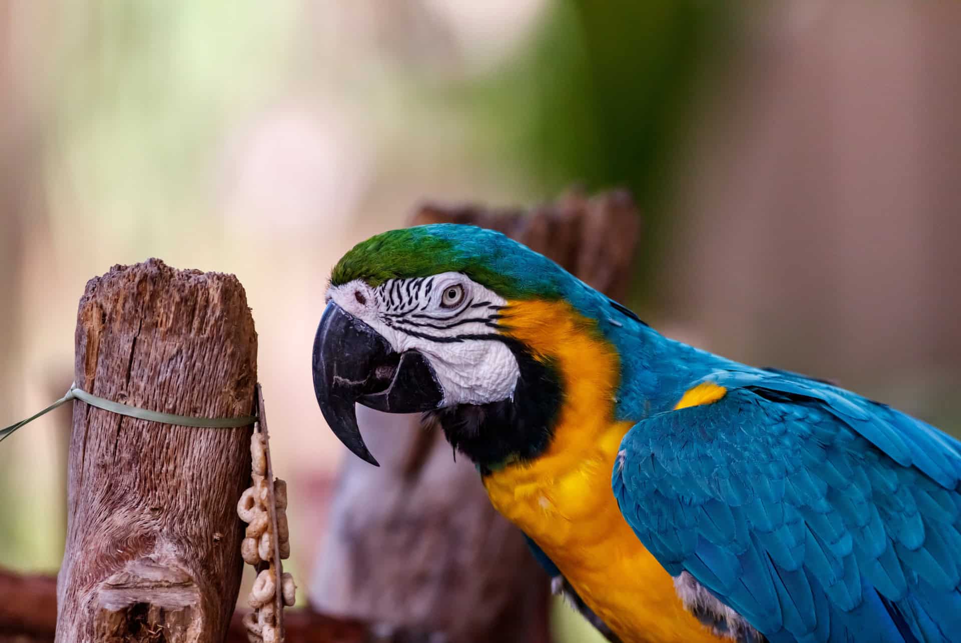 zoo de naples