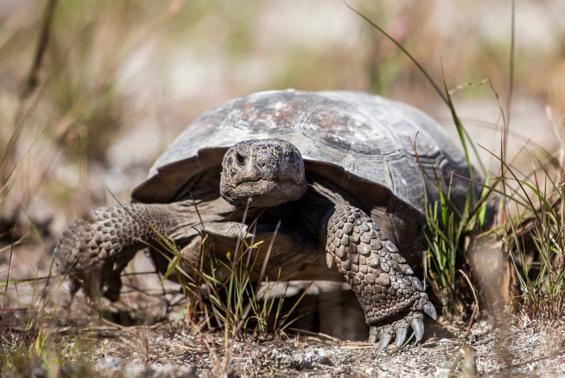 caladesi island tortue