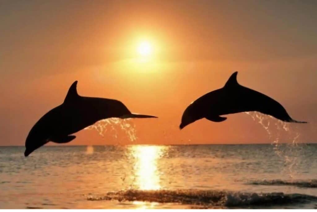 Croisière au coucher du soleil et observation des dauphins