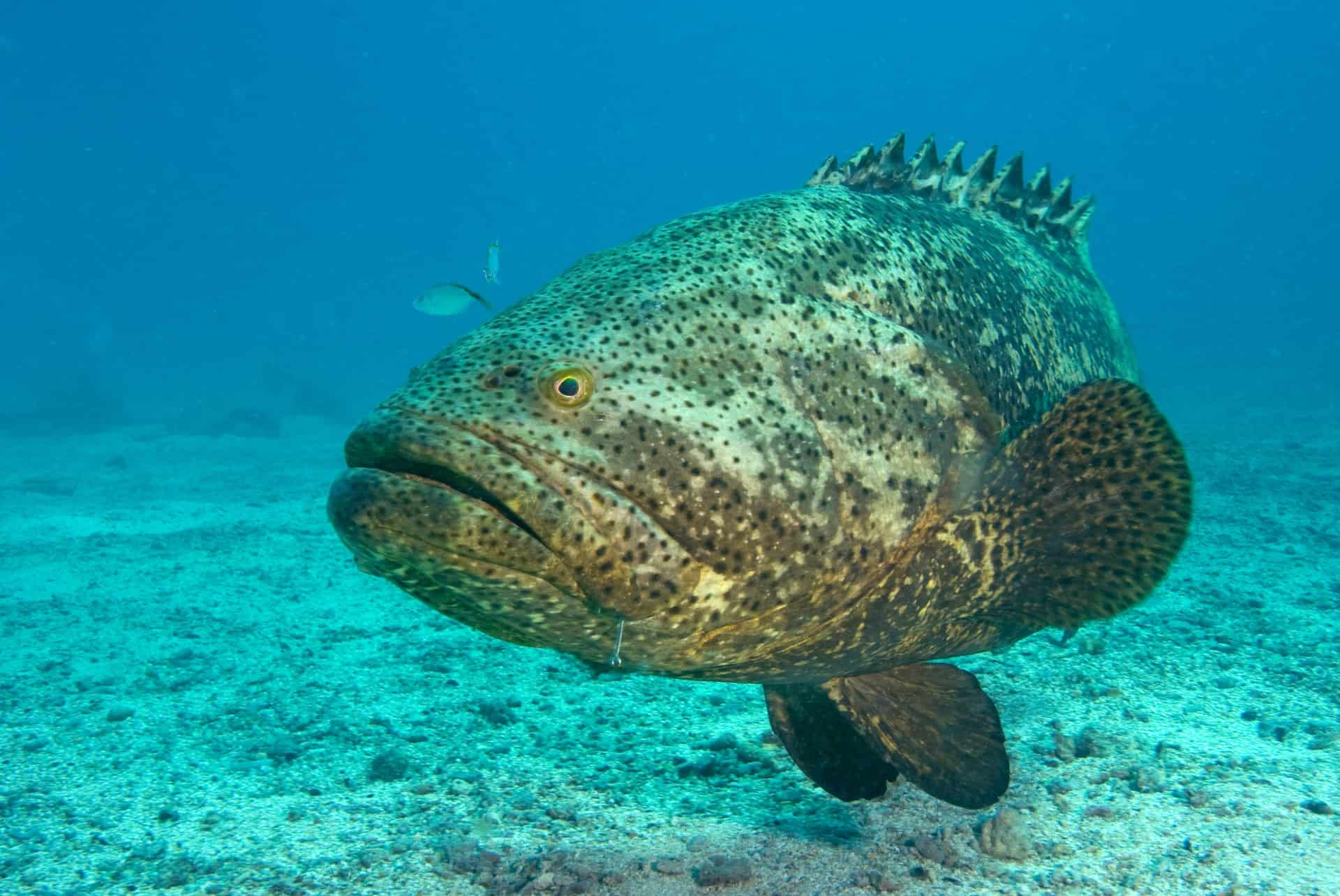 islamorada peche