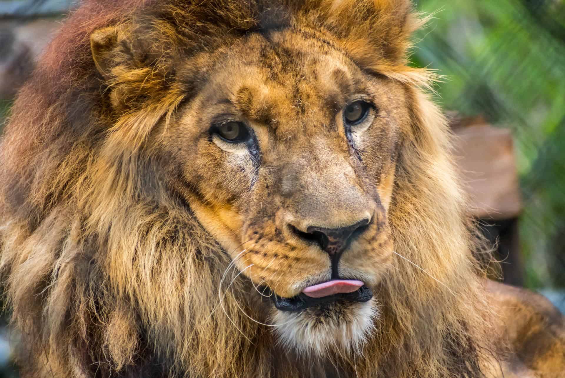 lion visiter jacksonville