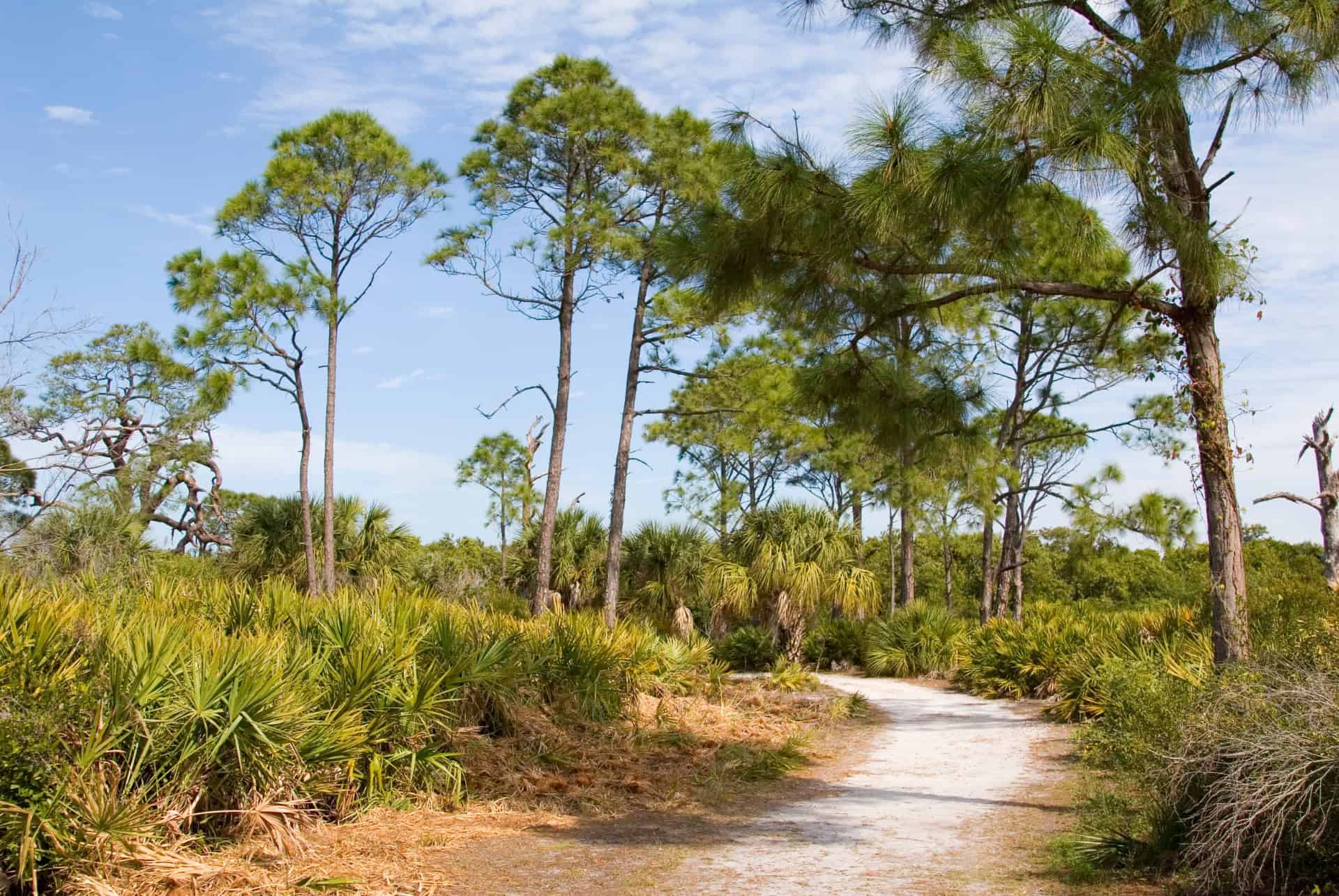 que faire a clearwater caladesi island