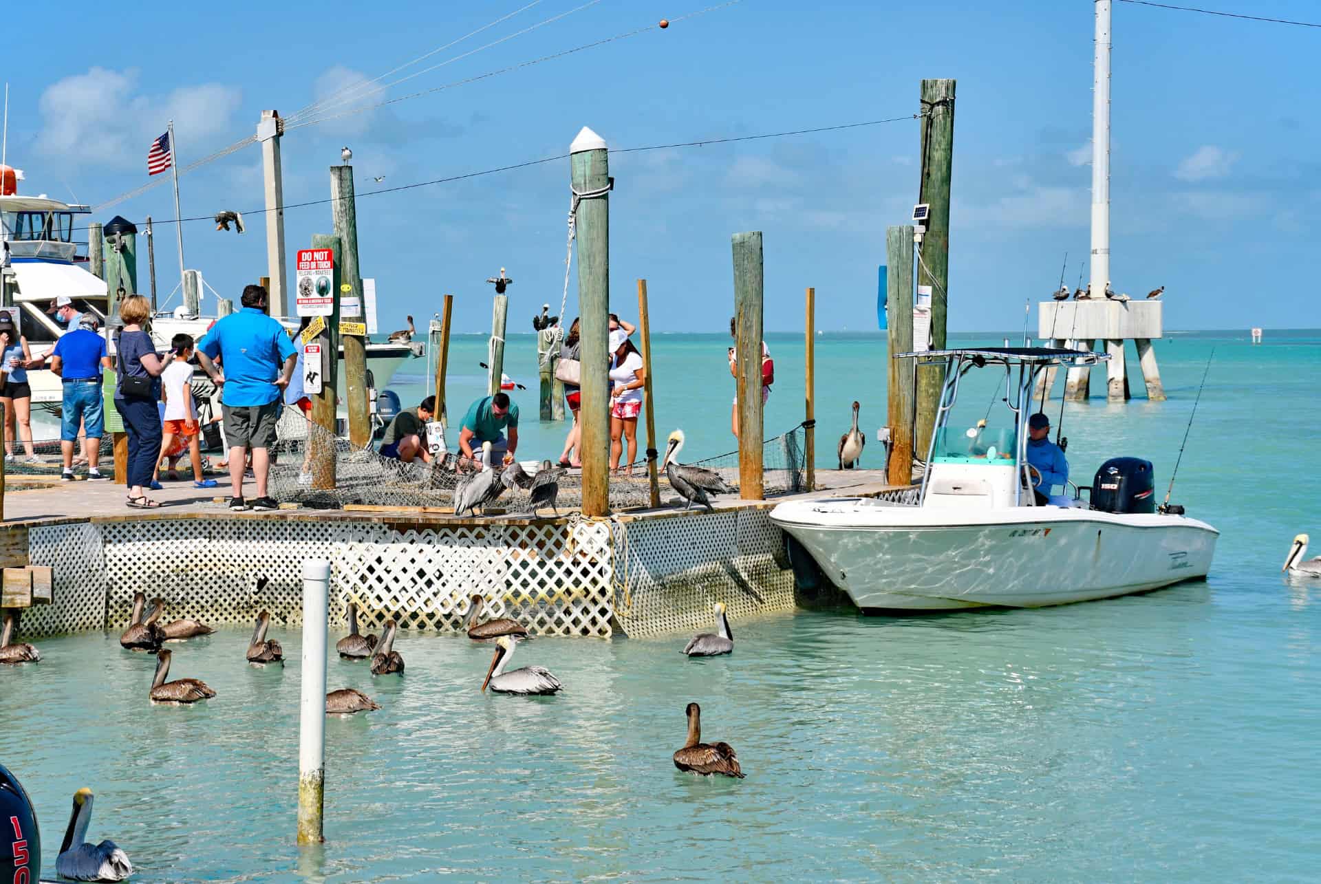 que faire a islamorada observation des oiseaux
