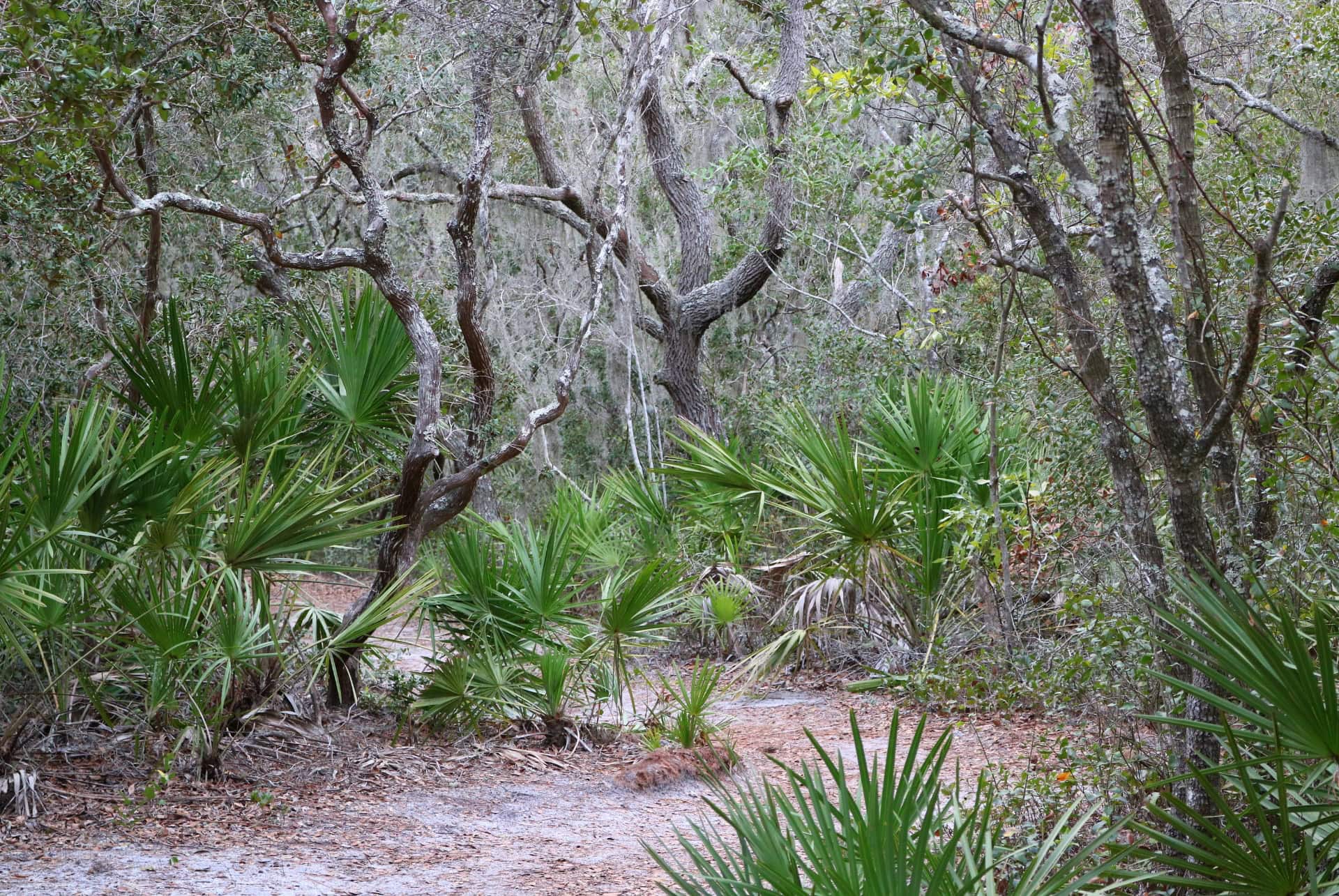 tumucuan