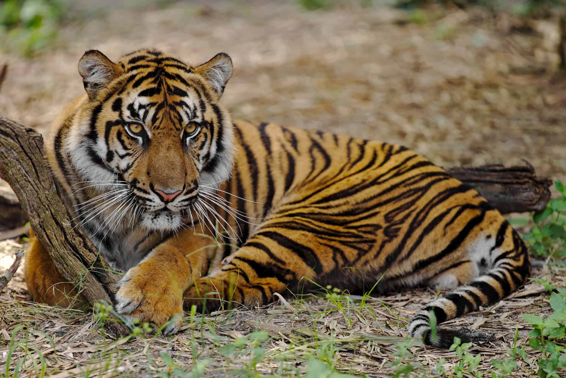 zoo jacksonville