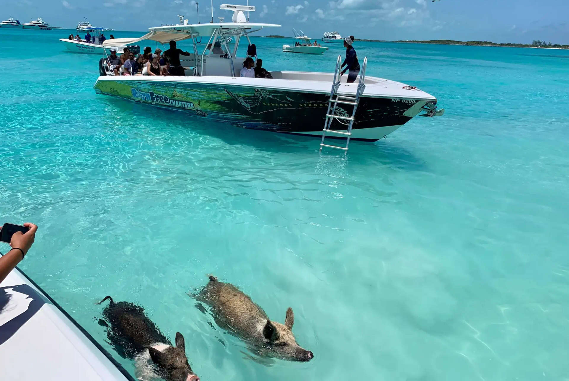 pig beach