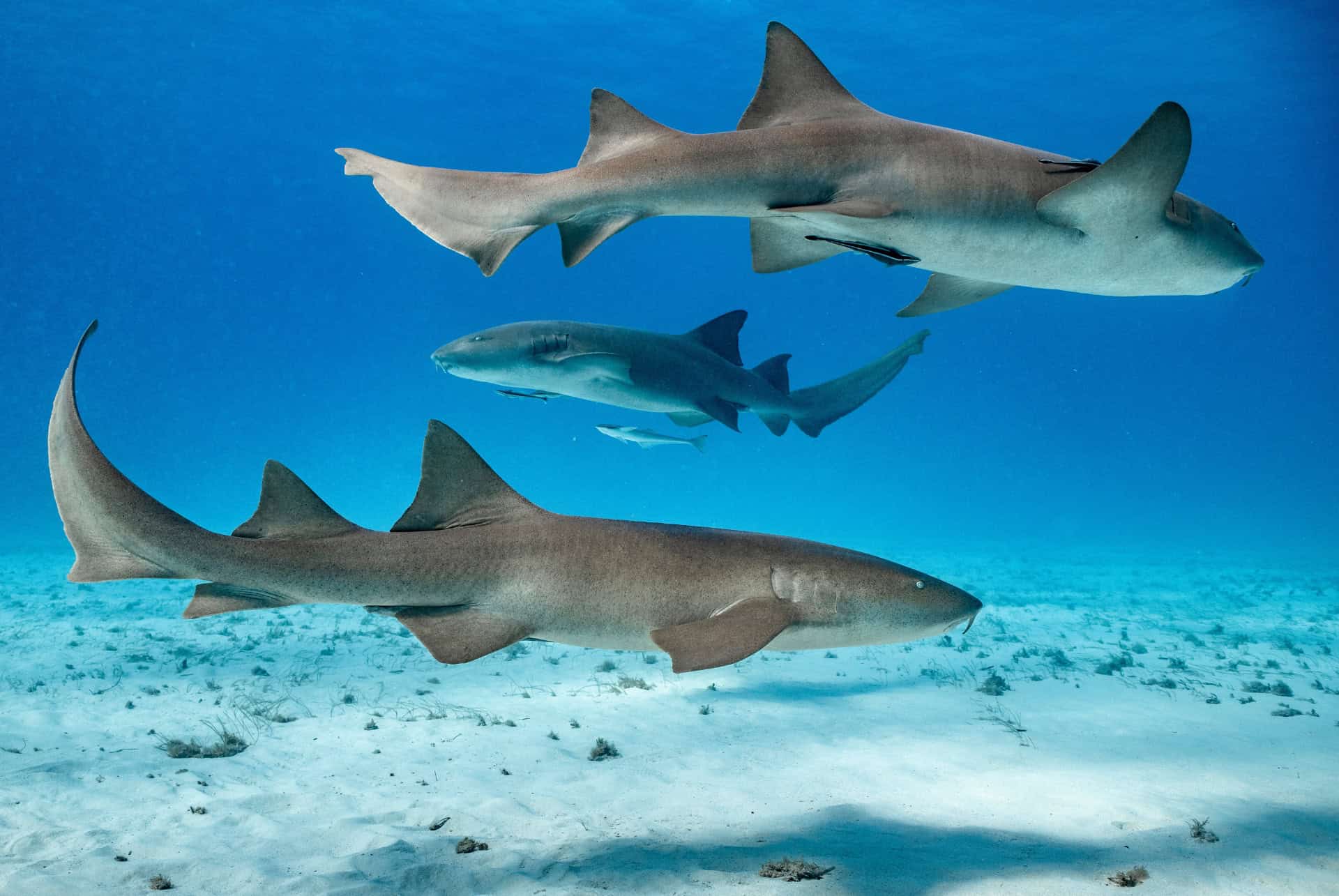 requin nourrice bimini