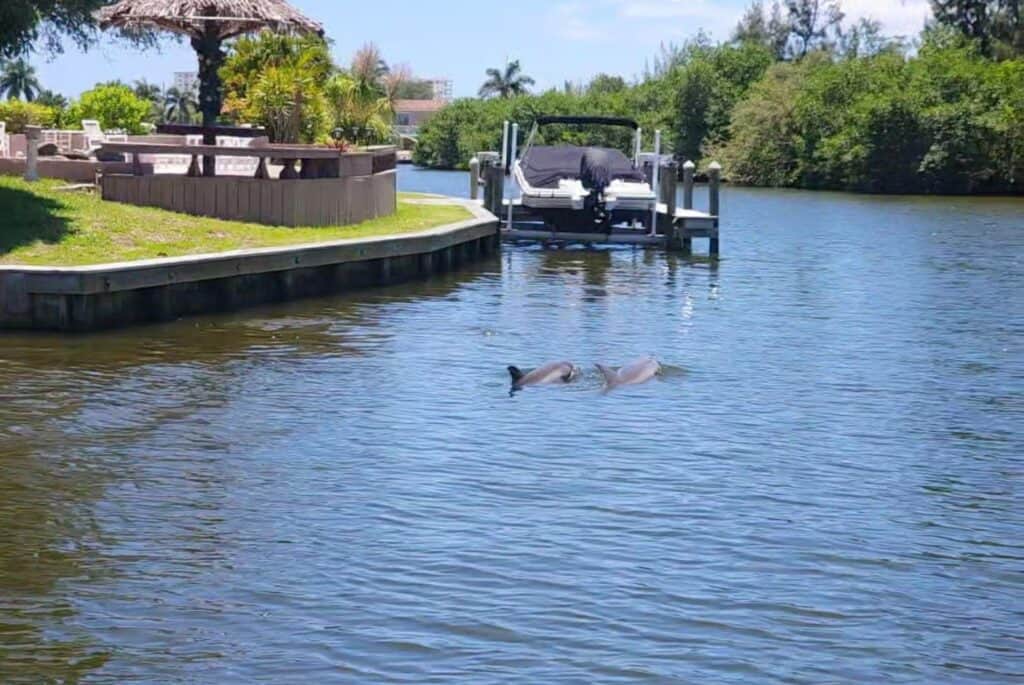 Croisière d'observation des dauphins à Cocoa Beach